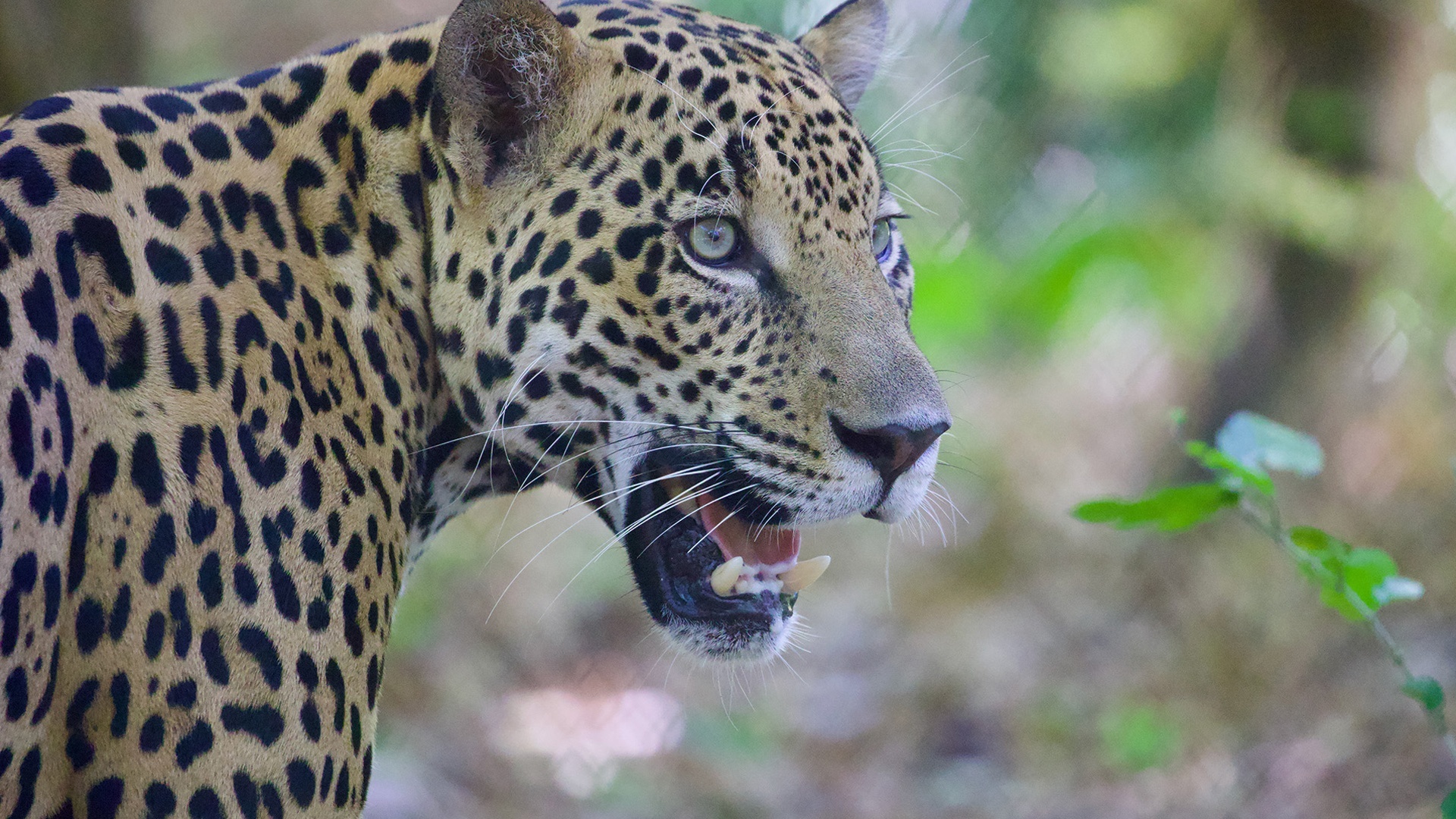 Gladiadores da Natureza : Rio na Selva