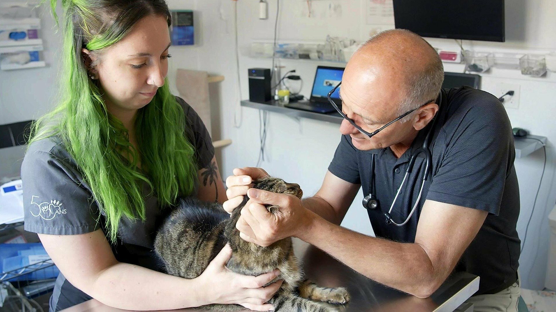 Vie de vet : Comme chiens et chats