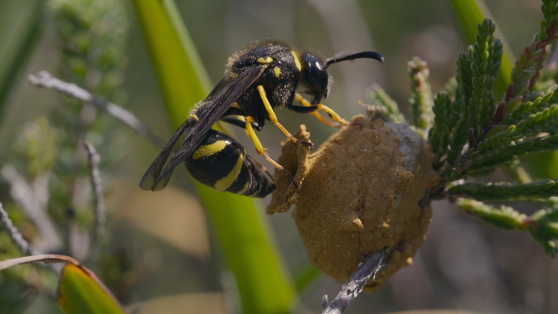 Instintos da Vida Selvagem : Pradaria