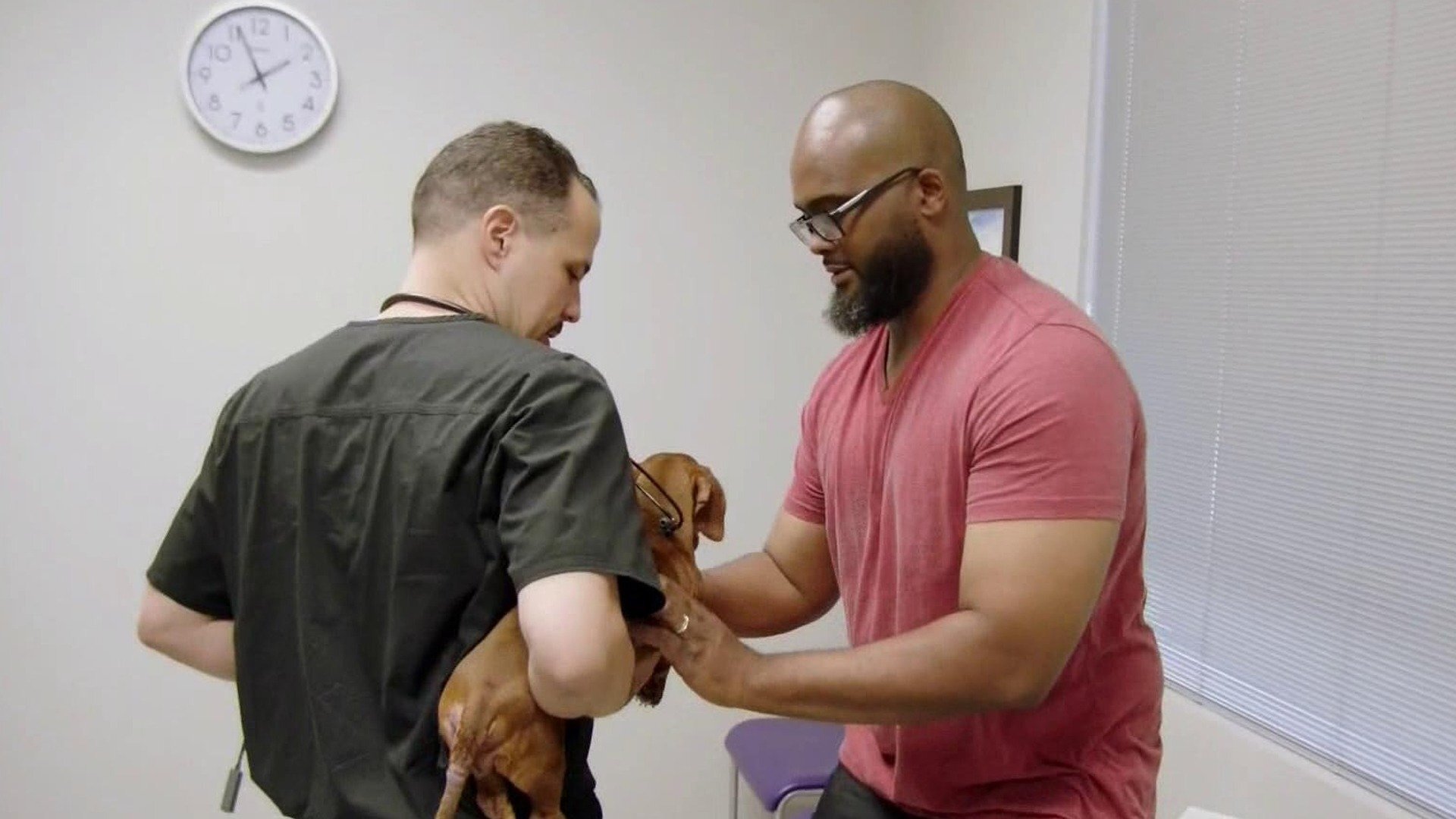 Veterinários do Texas : Veterinário Ambulante