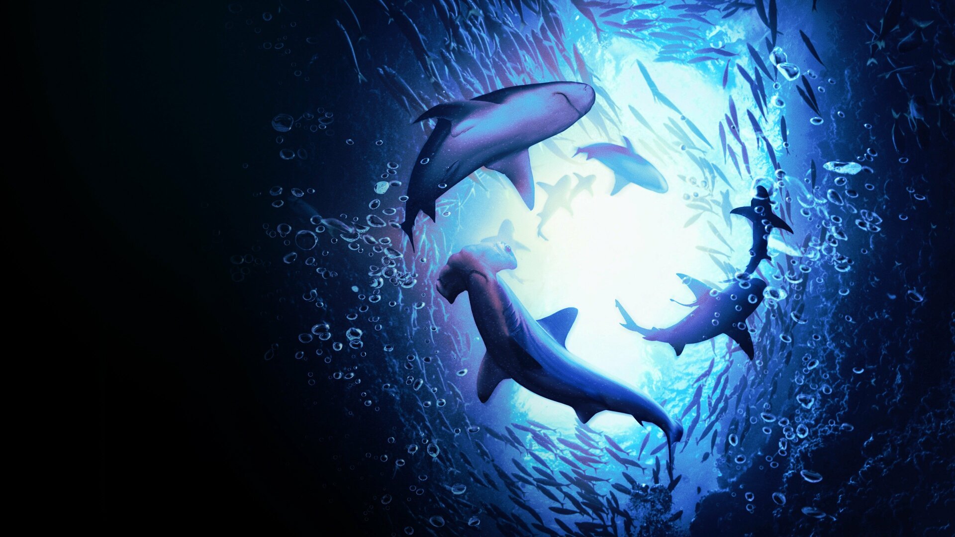 Tubarões no Paraíso