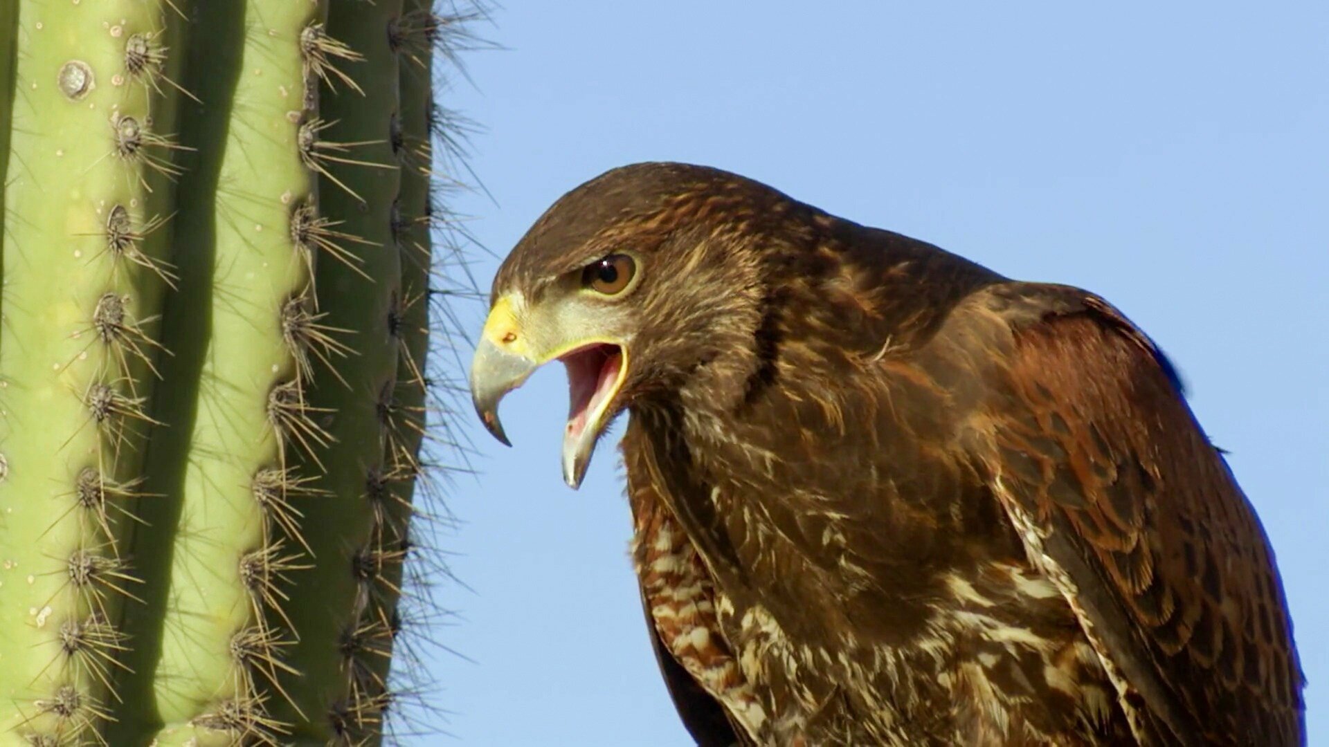 América do Norte : O Poder da Adaptação