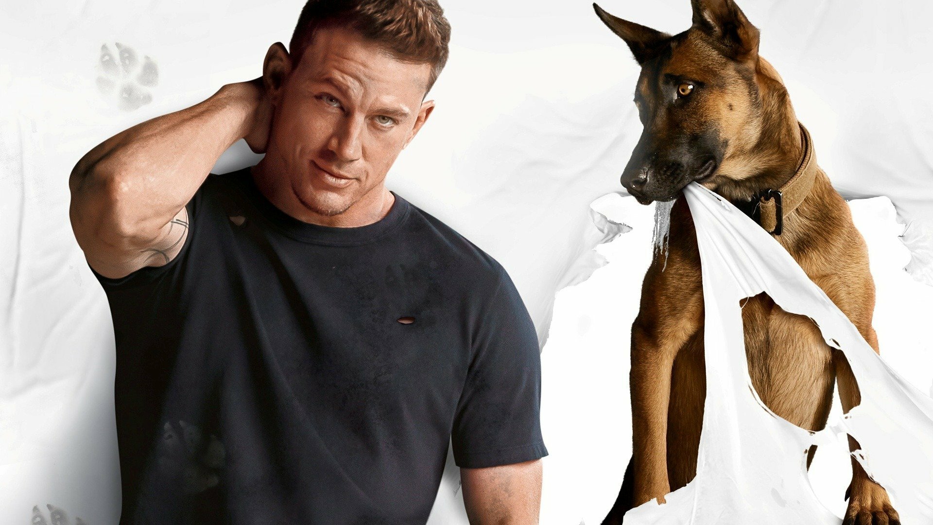 Dog - A Aventura de uma Vida