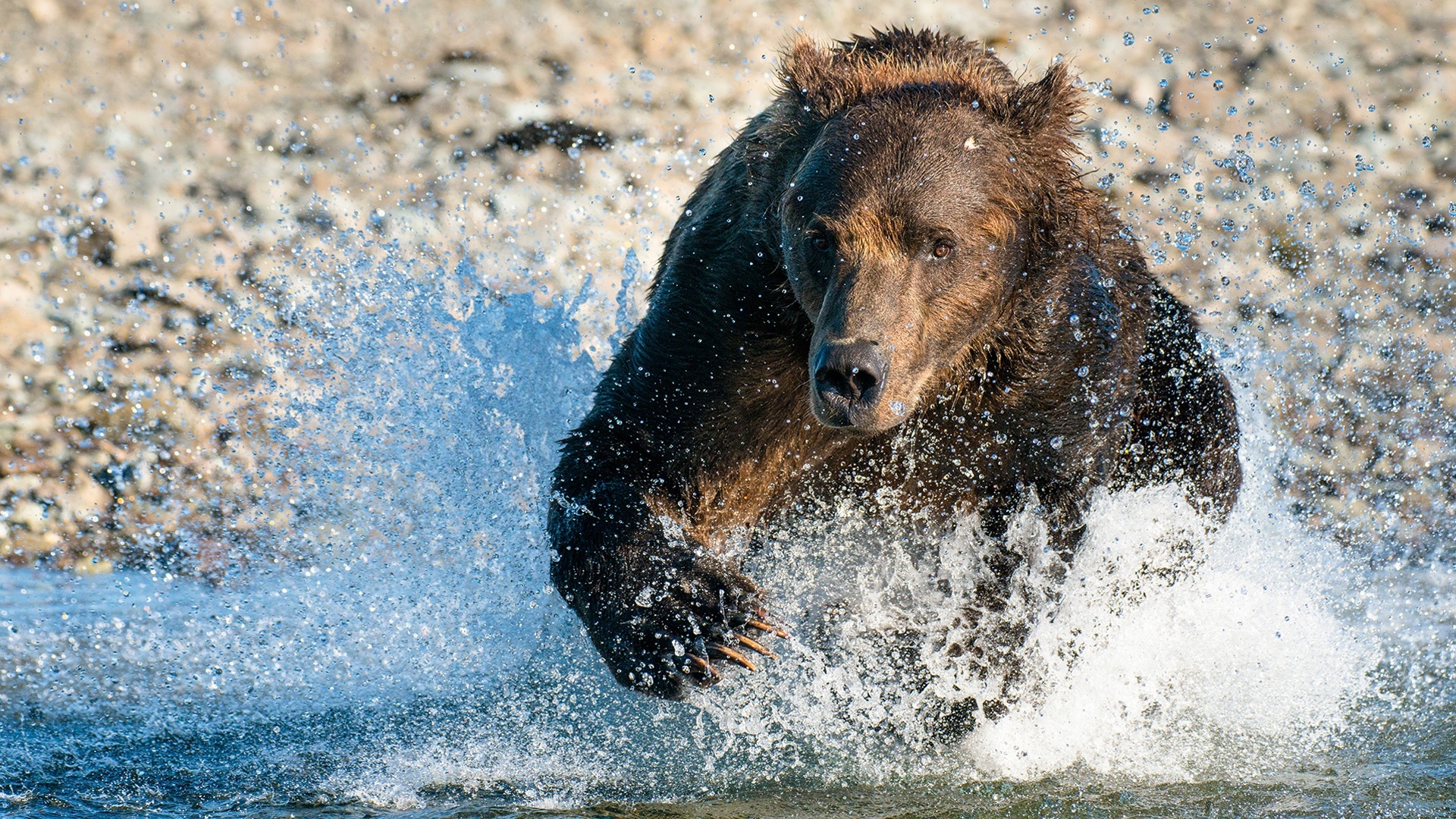 Gladiadores da Natureza : Zona Costeira