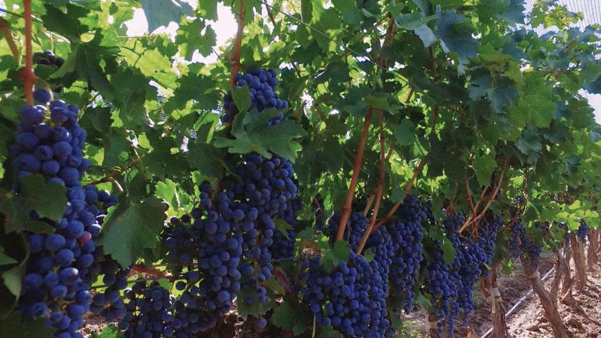 Um Brinde ao Vinho : Joias do Vinhedo