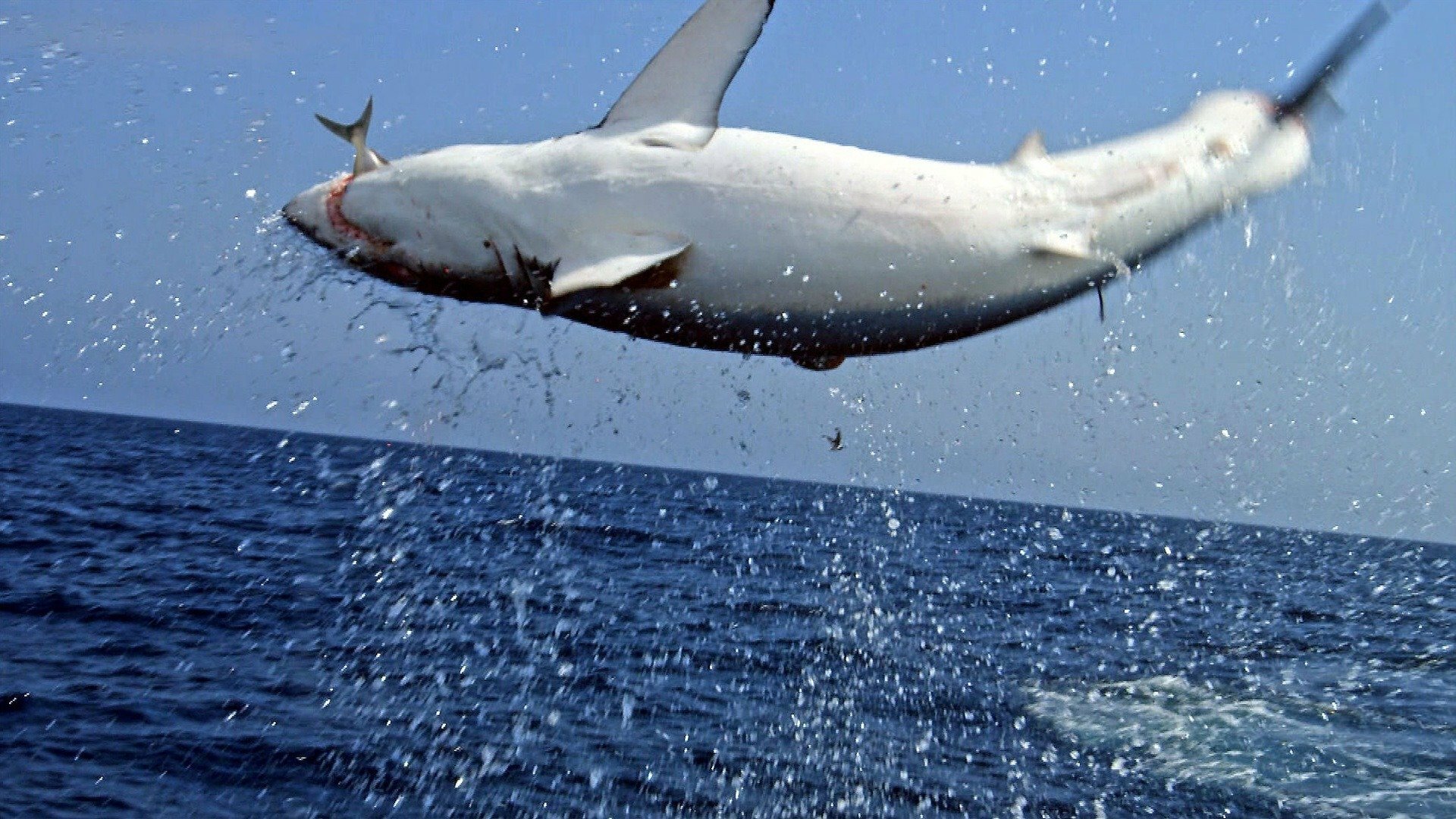 Tubarão-Mako - O Predador dos Oceanos