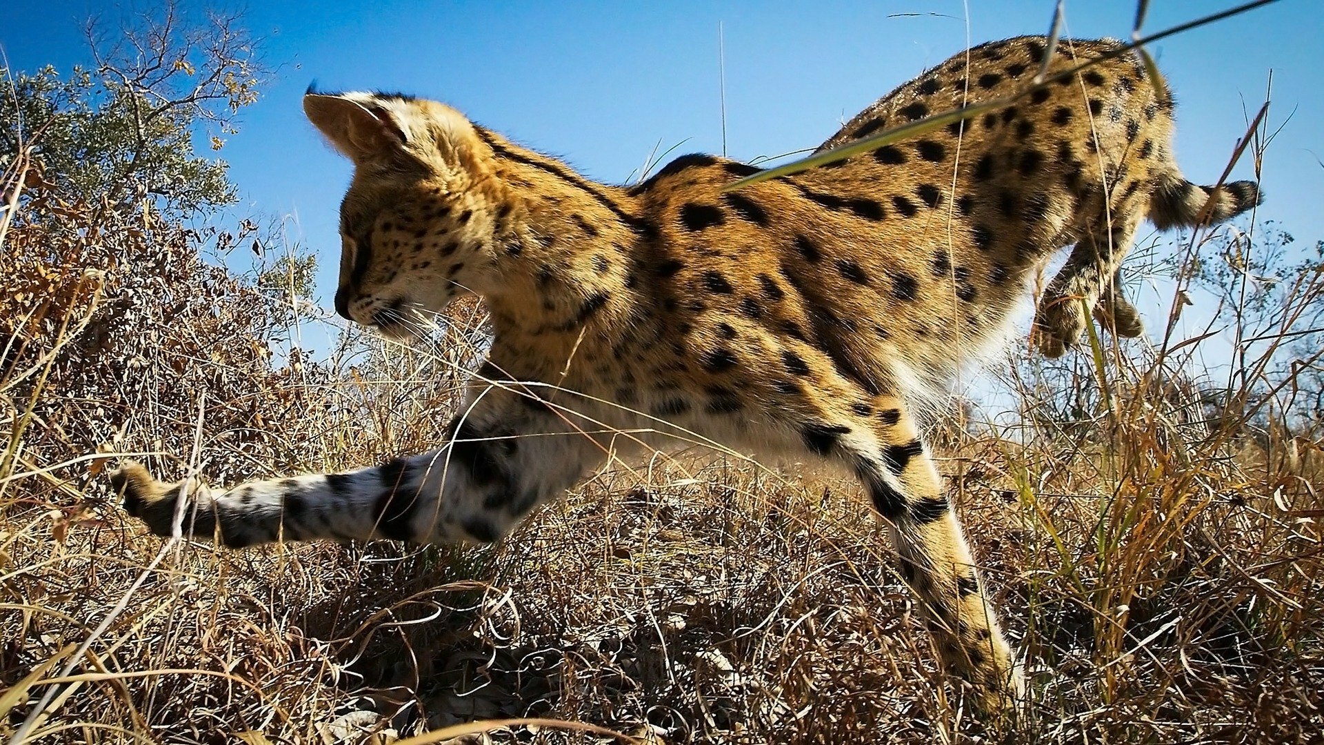 Planeta Terra II : Pradarias