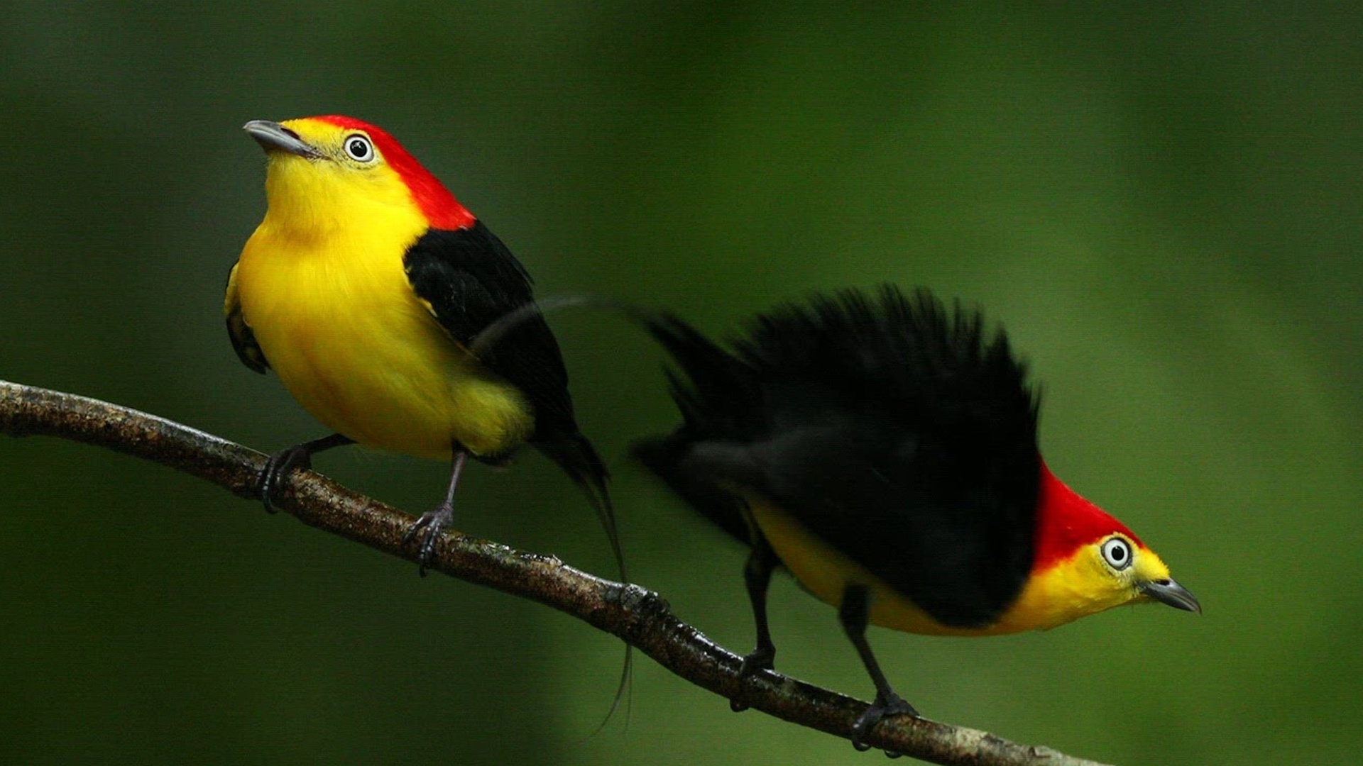 Histórias Animais : T1 EP2 - Os Segredos das Aves Dançarinas
