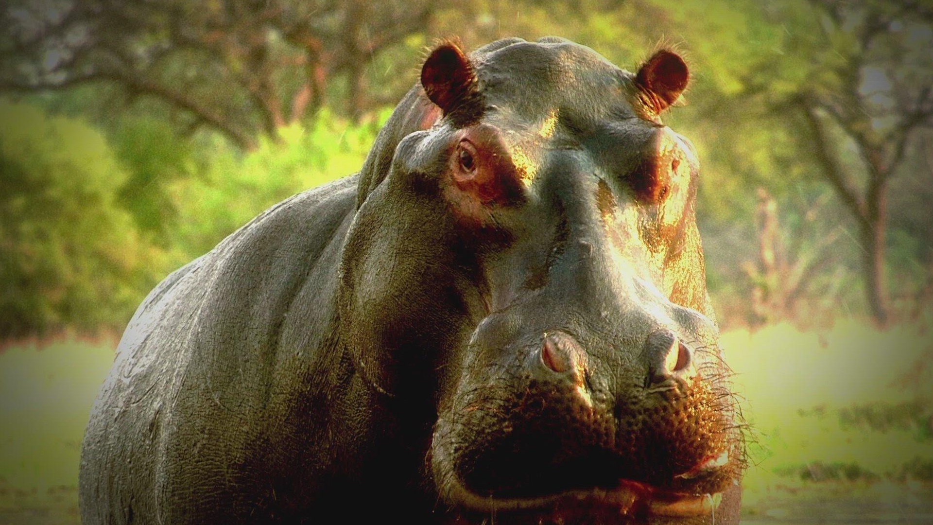 Mistérios Inexplorados com Danny Trejo : Descobertas de Criaturas Selvagens
