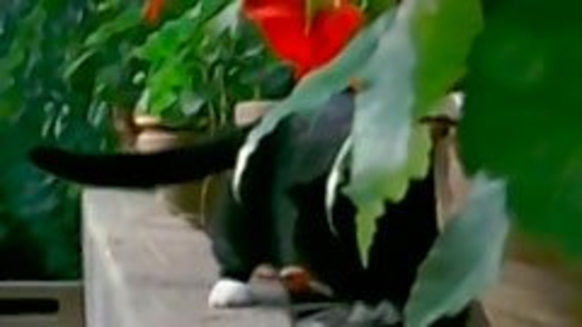 O Mundo de Beakman : Gatos, Beakmania e Dinâmica