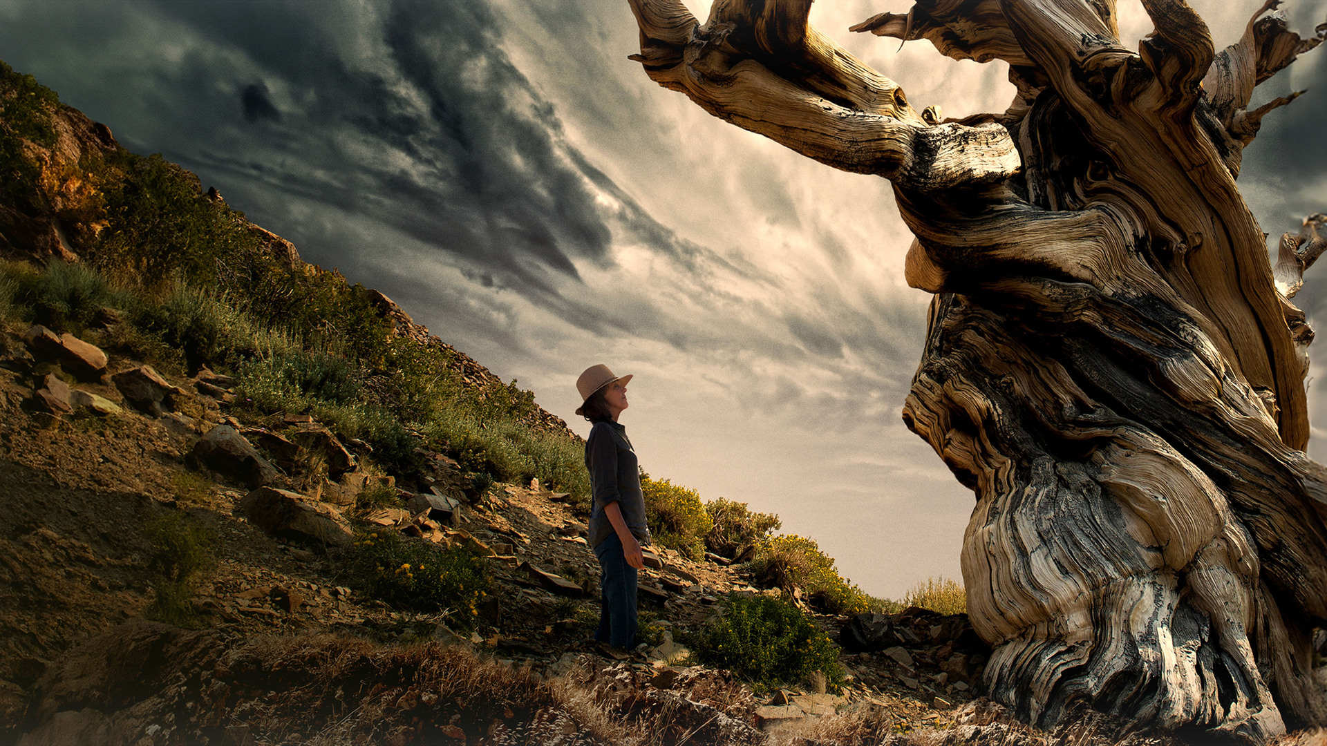 Árvores e Outras Ramificações