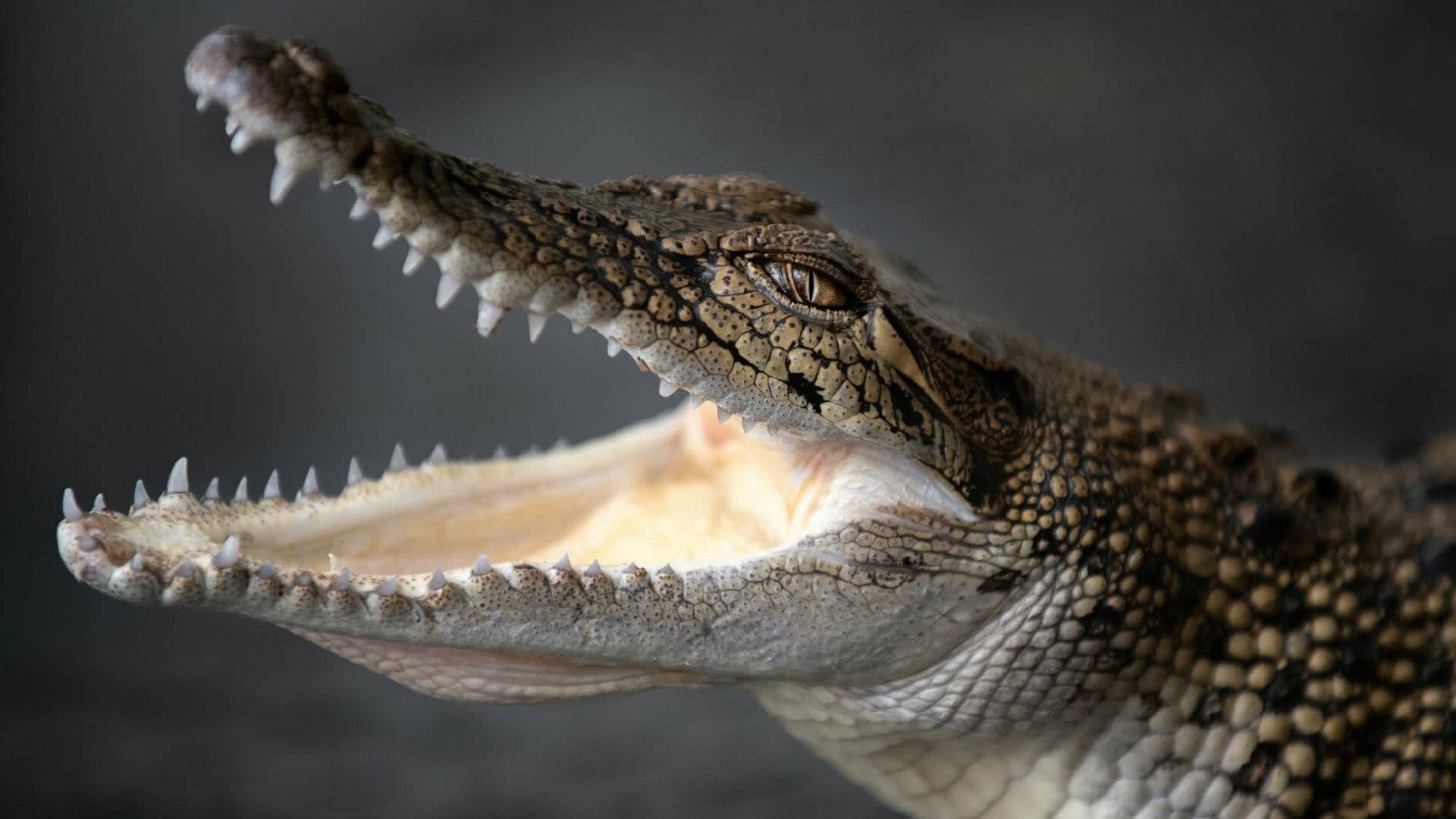 A Família Irwin : Resgate de Crocodilo no Quintal