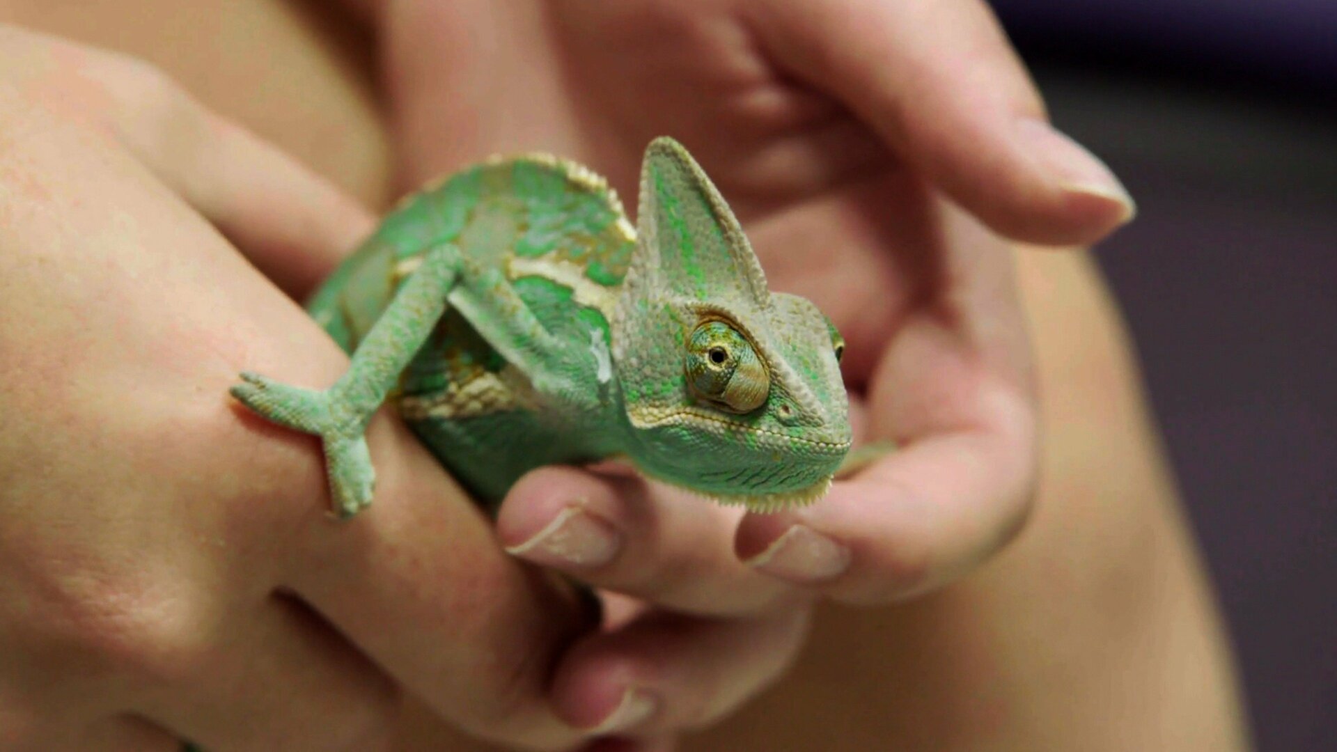 Veterinários do Texas : O Aquário do Dr. Blue