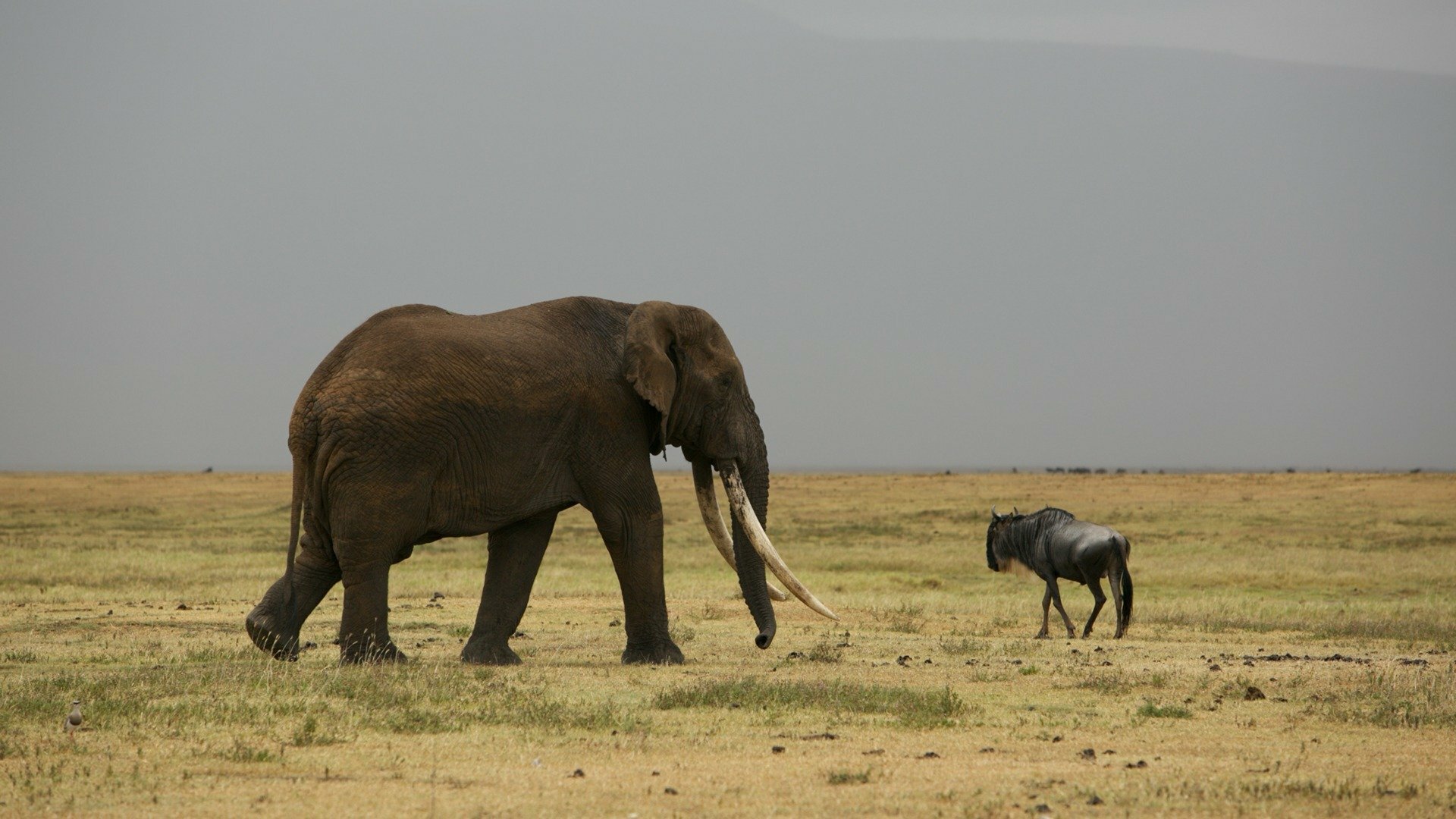 Operação Tanzânia : Acesso Negado