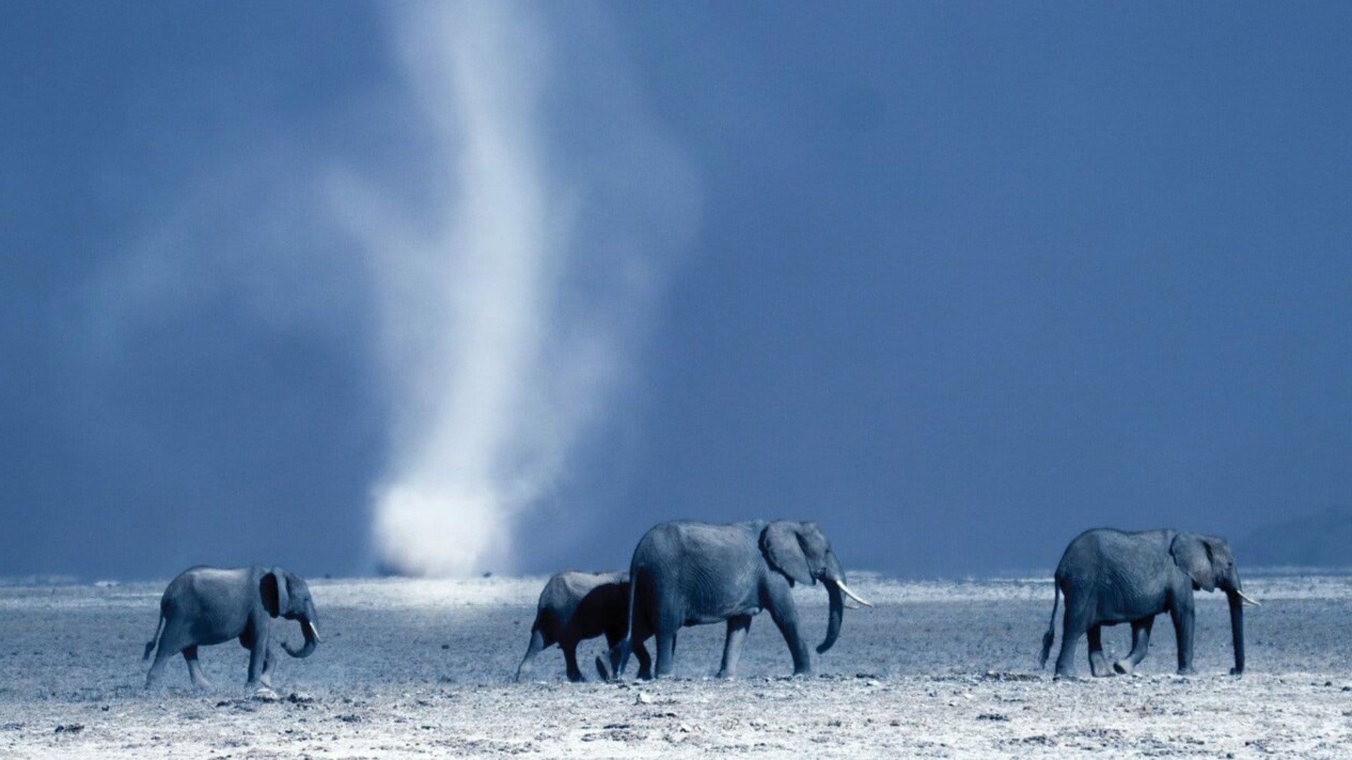 África : A Savana