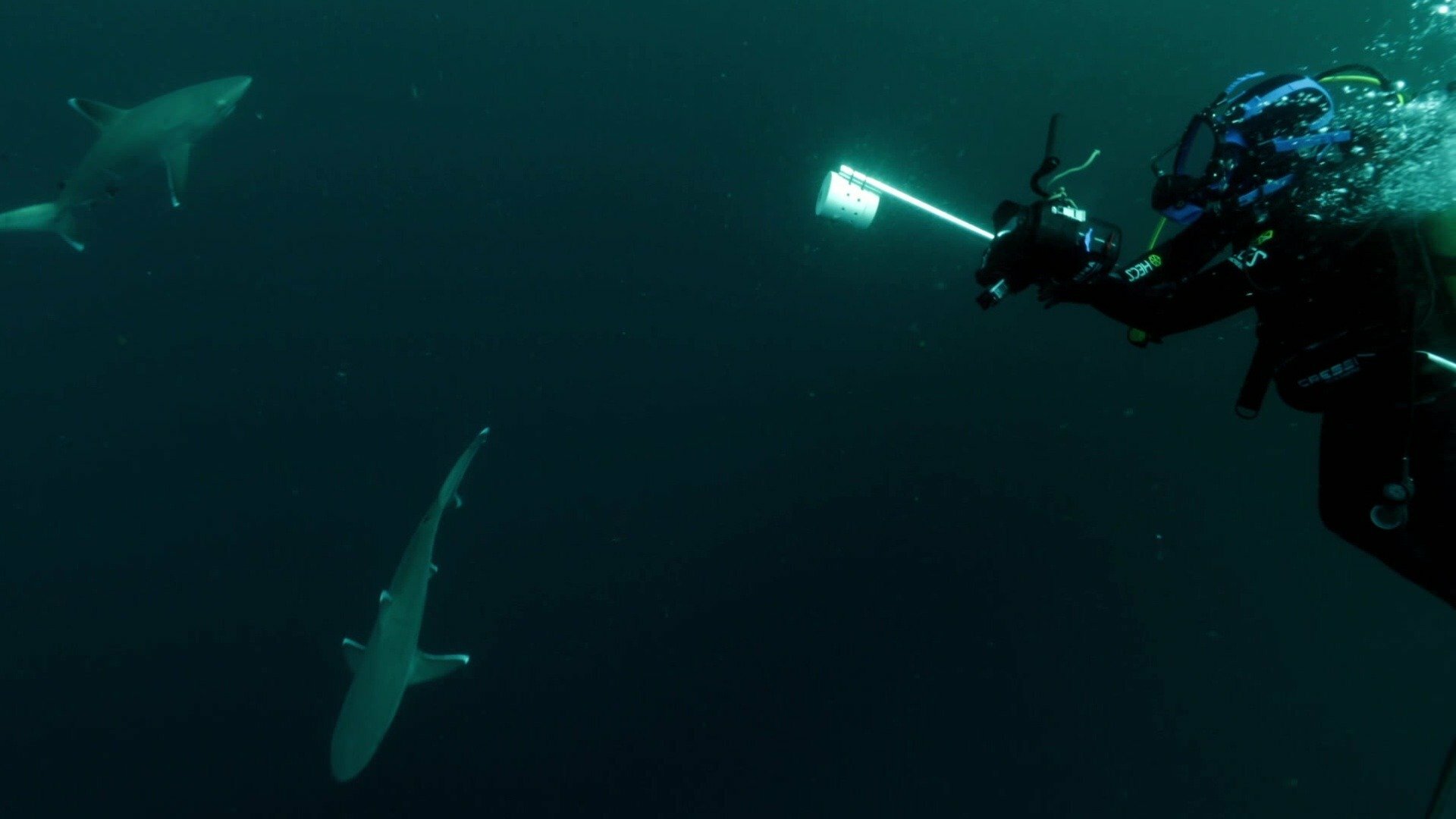 Extinto ou Não? Ilha dos Tubarões Perdidos