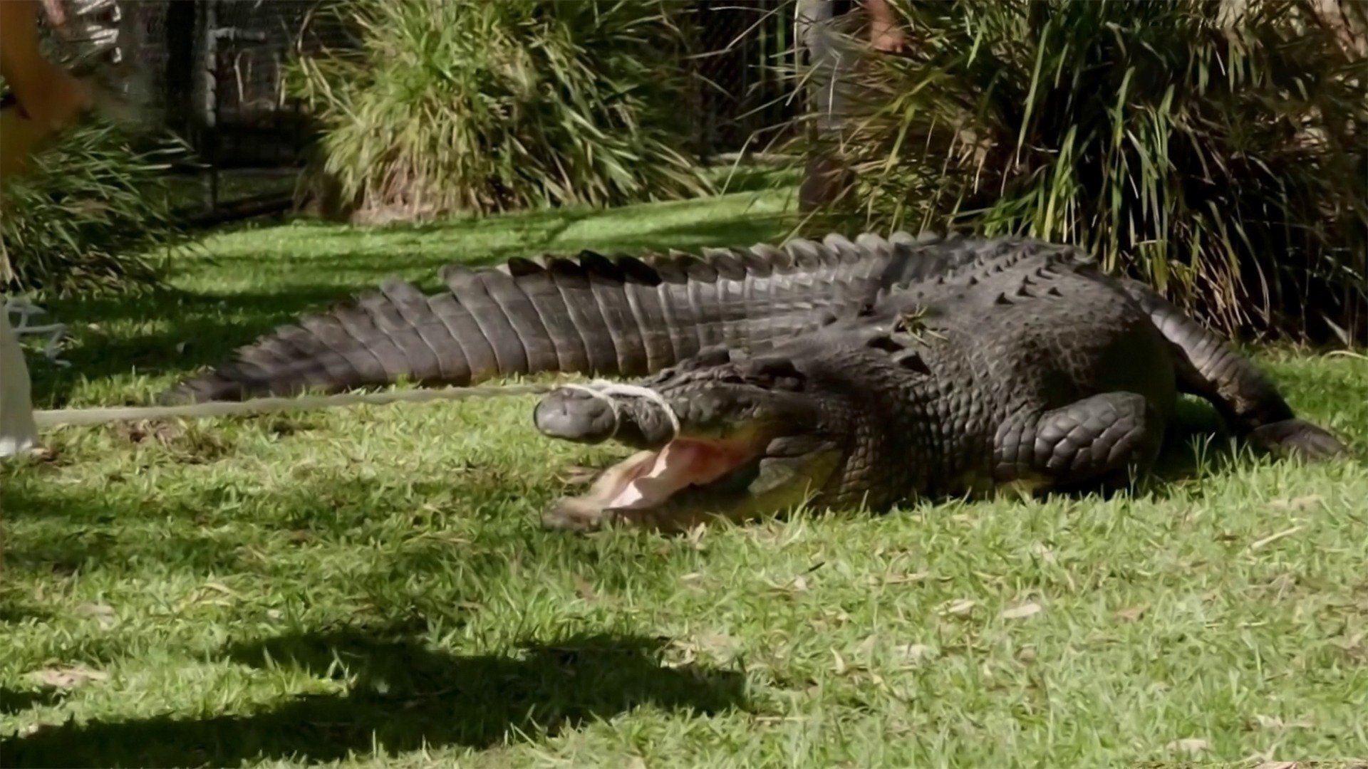 A Família Irwin - Mordidas Extras : História de Amor de Crocodilo