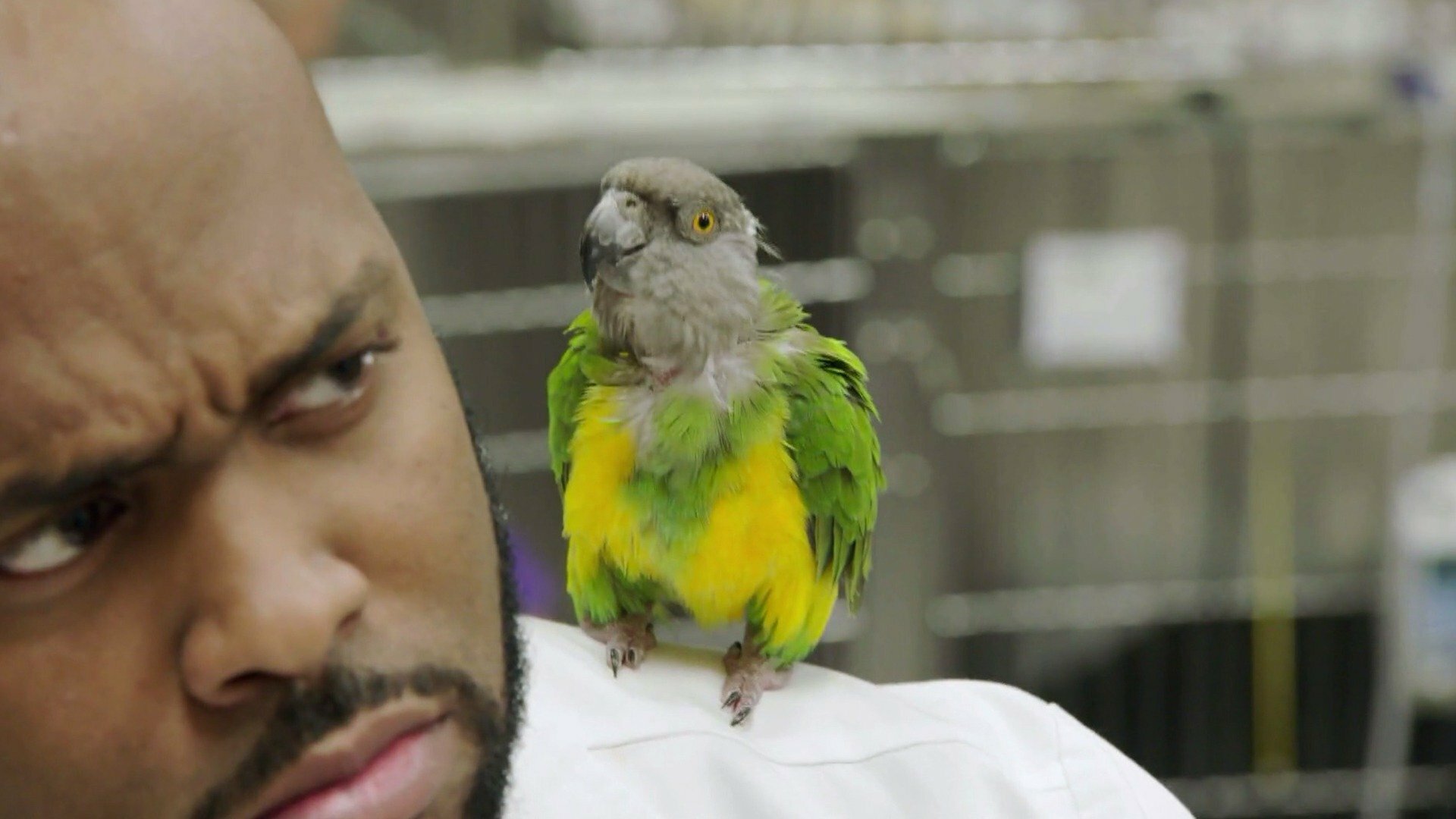 Veterinários do Texas : Um Sonho na Califórnia