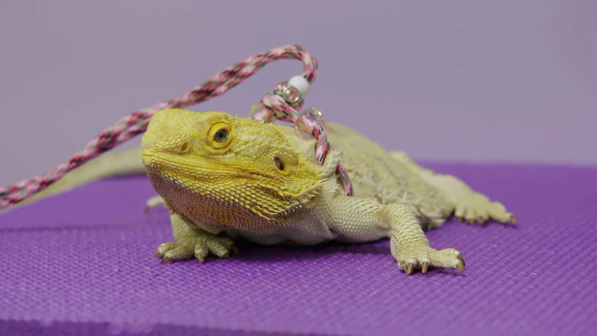 Veterinários do Texas : Desafios Veterinários