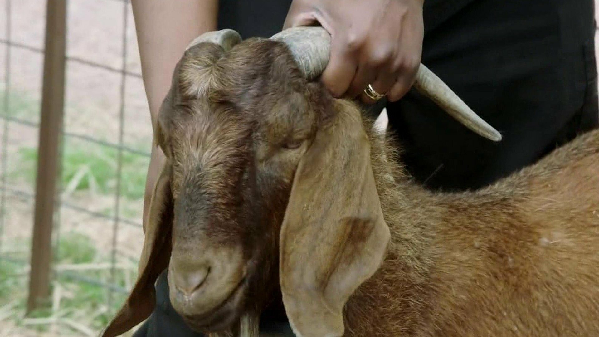 Veterinários do Texas : Batalha de Churrasqueiros