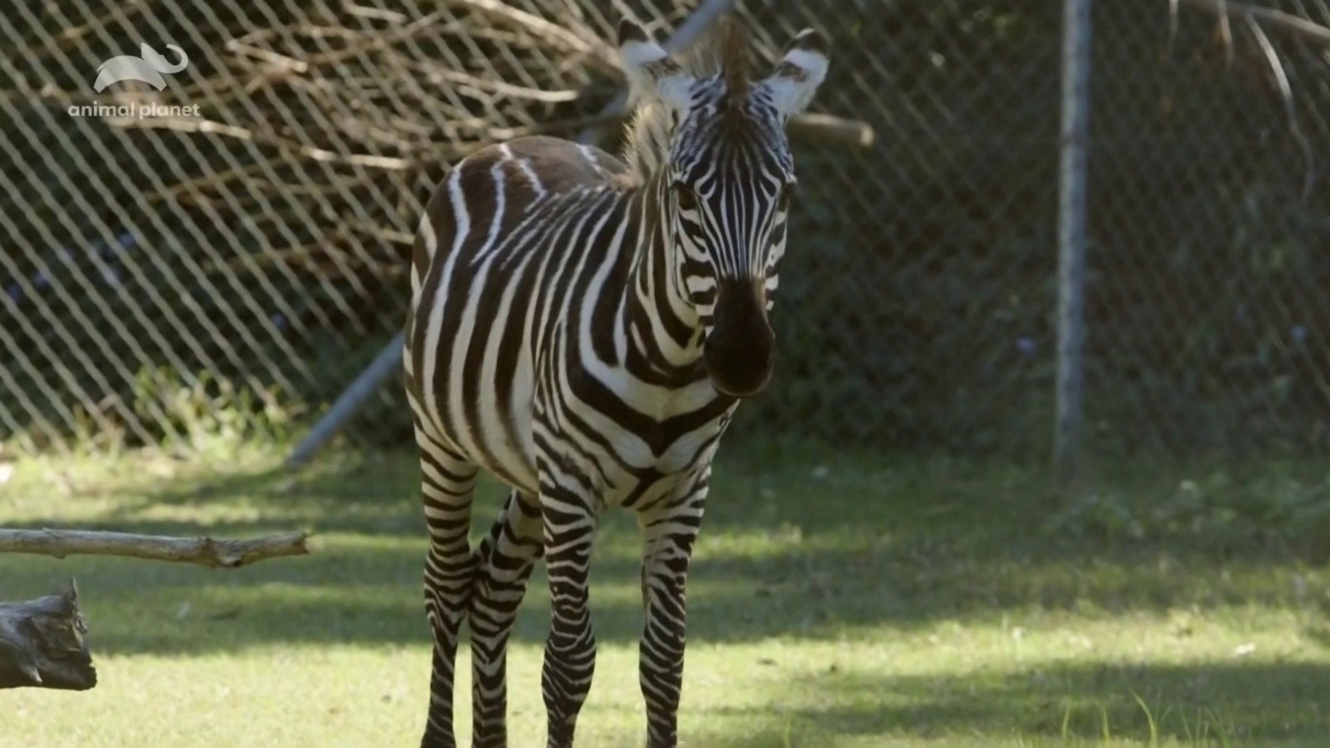 A Família Irwin - Mordidas Extras : Frenesi de Alimentação