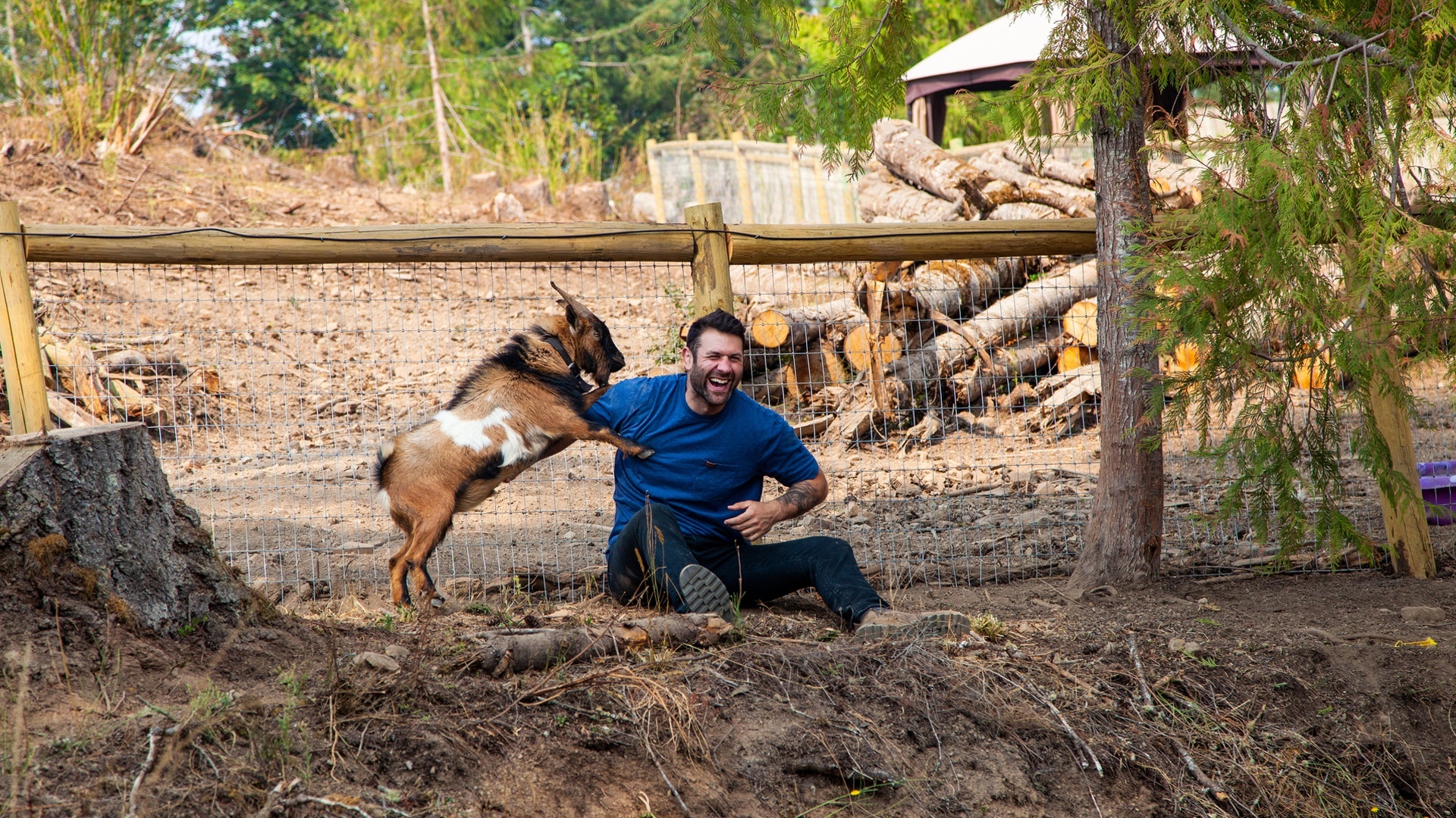 Minha Vida Animal : Cabritos