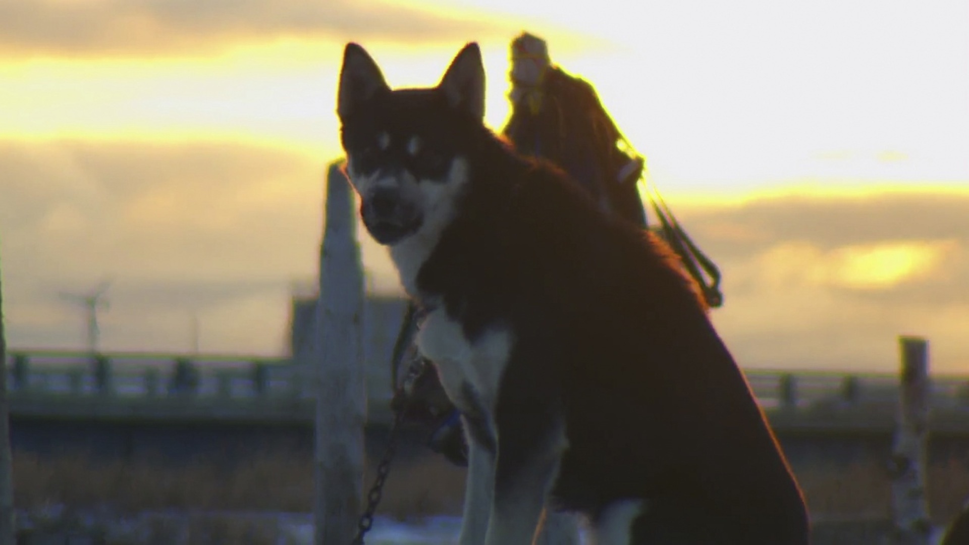 Alasca: Perigo no Ar : Corrida de Trenós