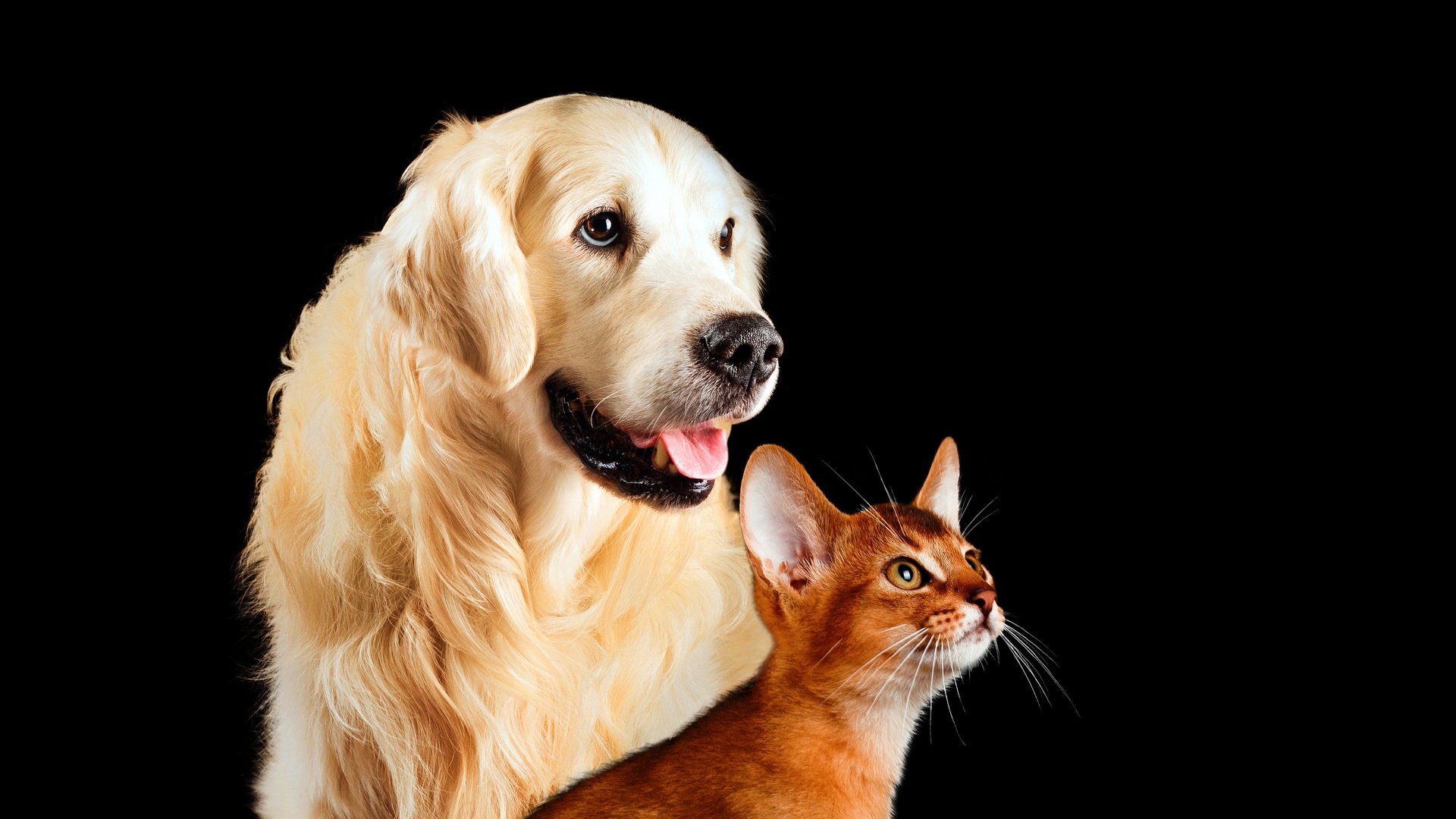RF Pets