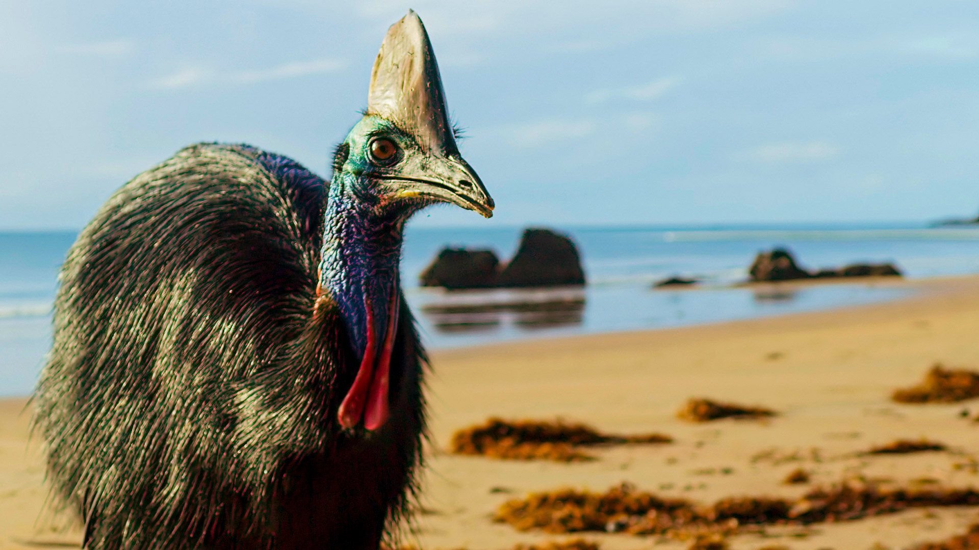 Sete Mundos, um Planeta : Austrália