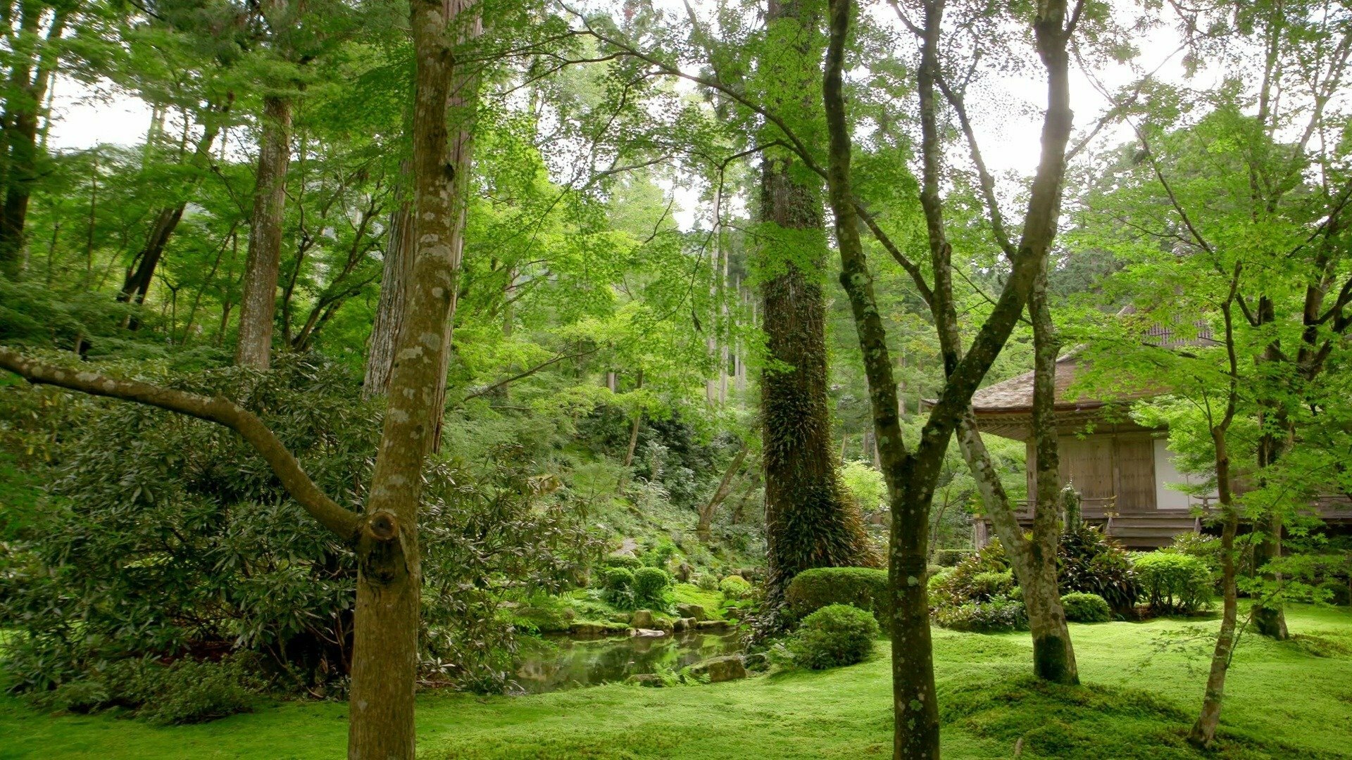 O Mundo em Cores : Japão em Verde