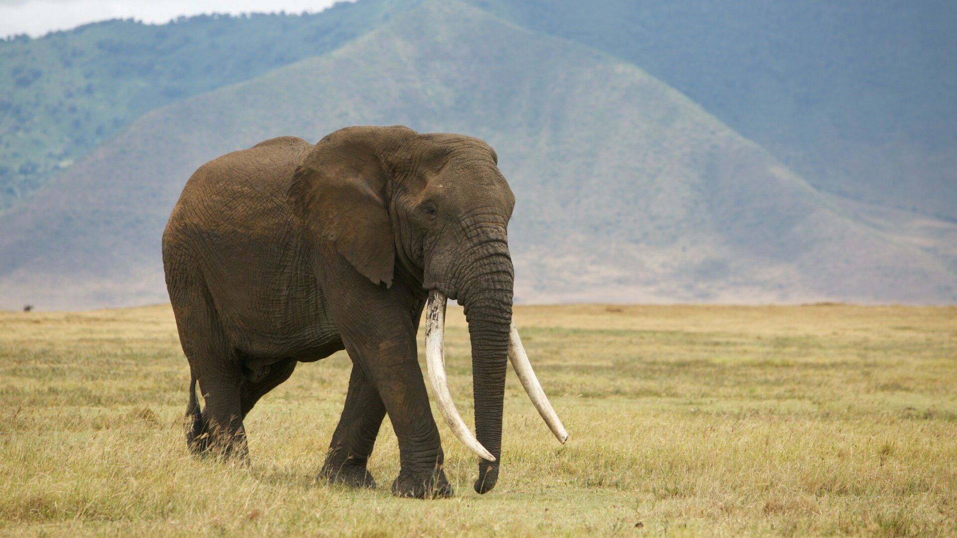 Operação Tanzânia : Burocracia