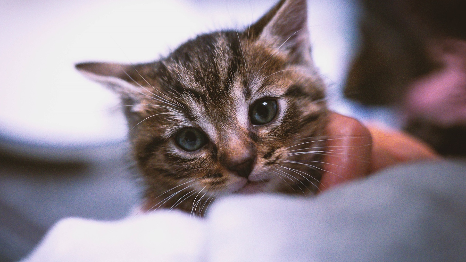 Chiens et chats sans collier