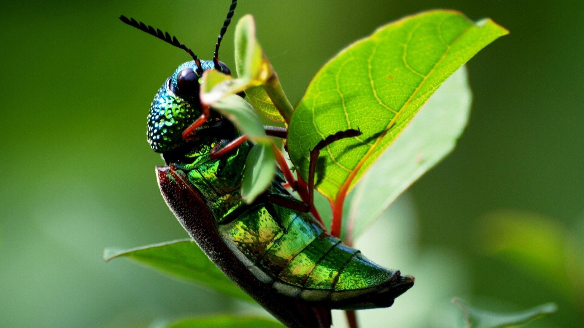 Alienígenas do Passado : Alienígenas e Insetos