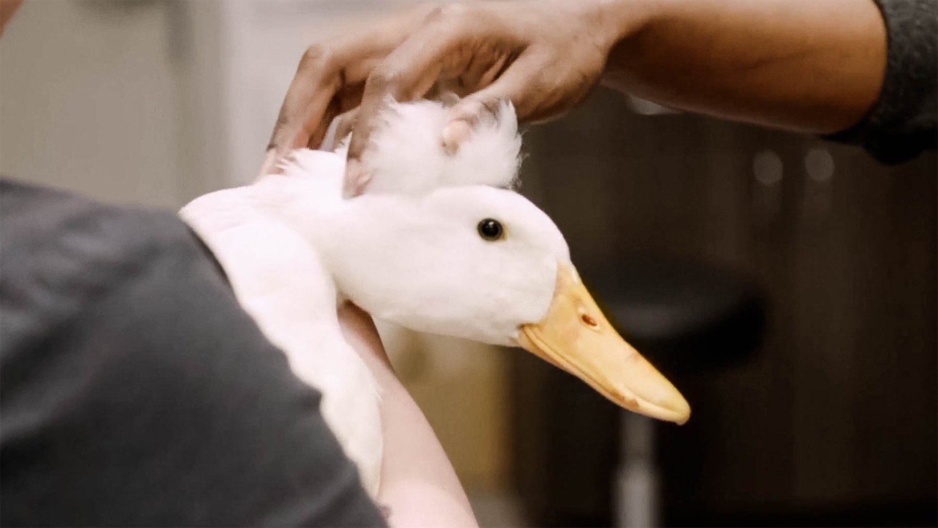 Veterinários do Texas : O Caroço do Pato
