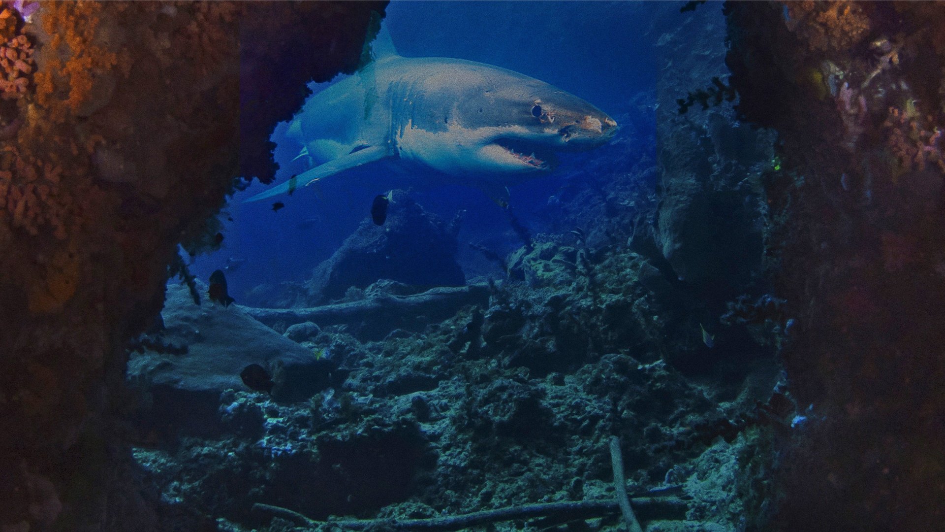 No Covil dos Tubarões