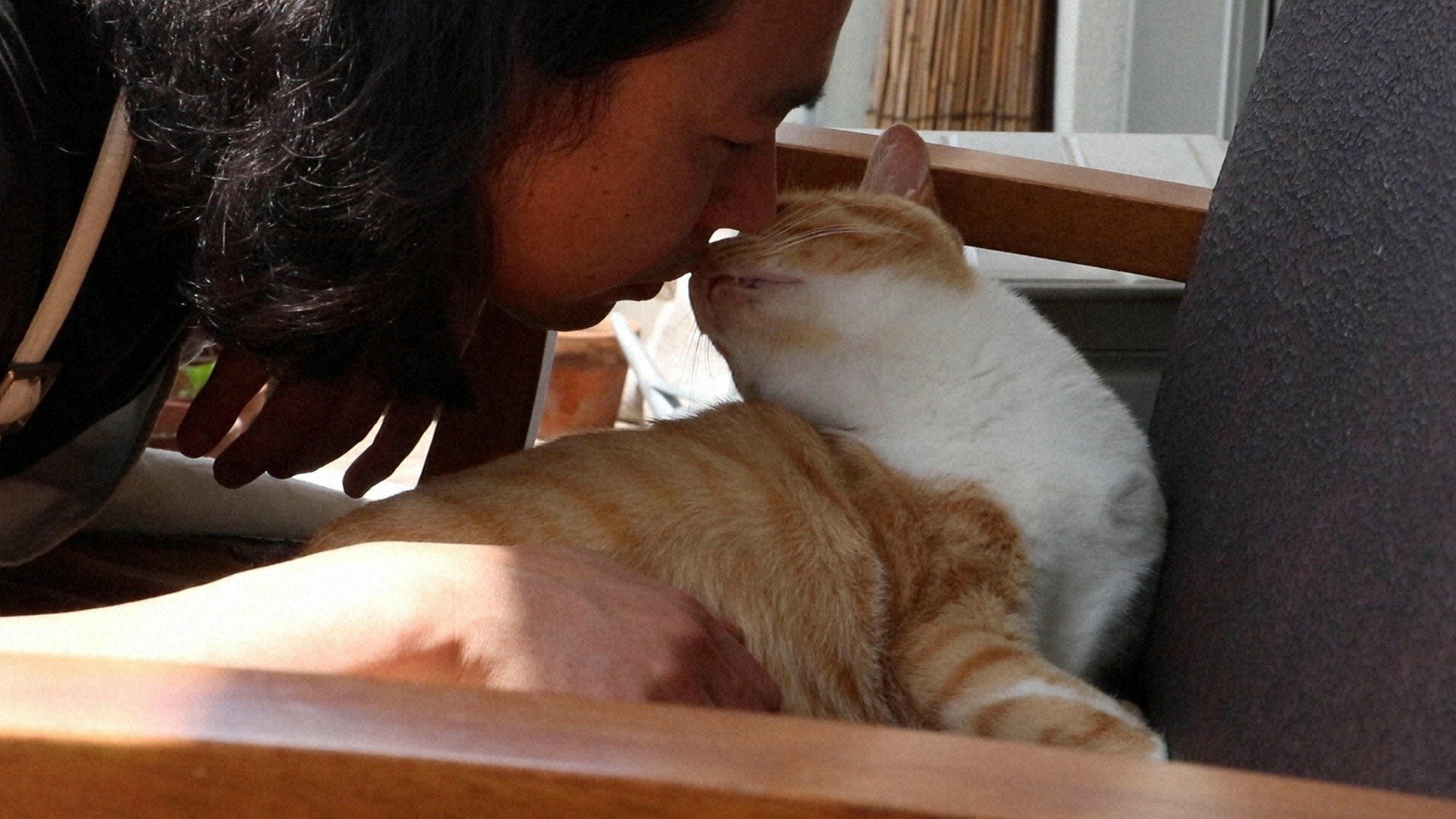 Documentary on Popular Writers and Their Cats