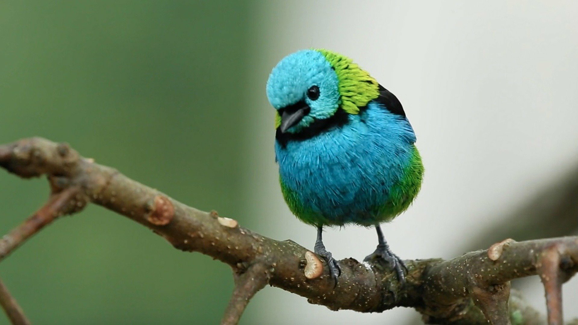 Parques do Brasil : Parque Nacional do Itatiaia