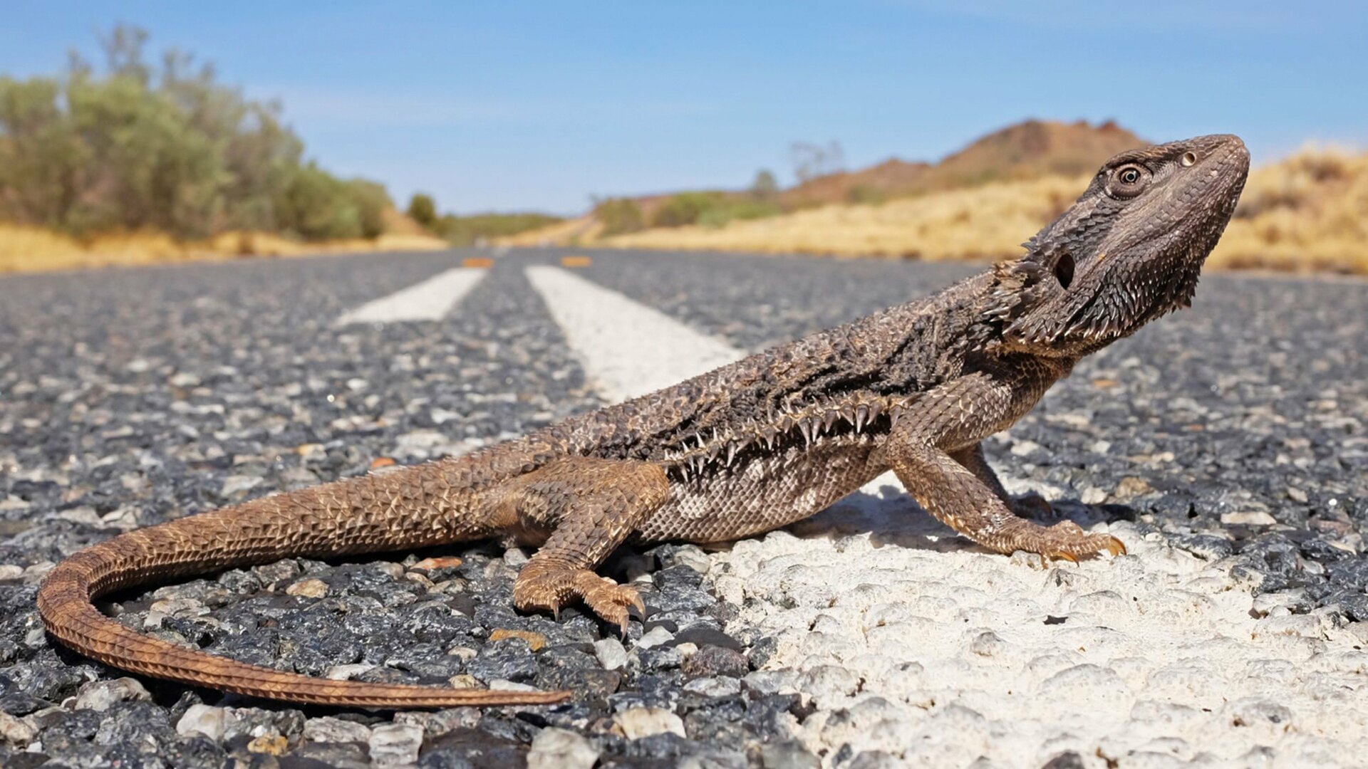 Encontro Selvagem com Coyote Peterson : Dragões da Cidade