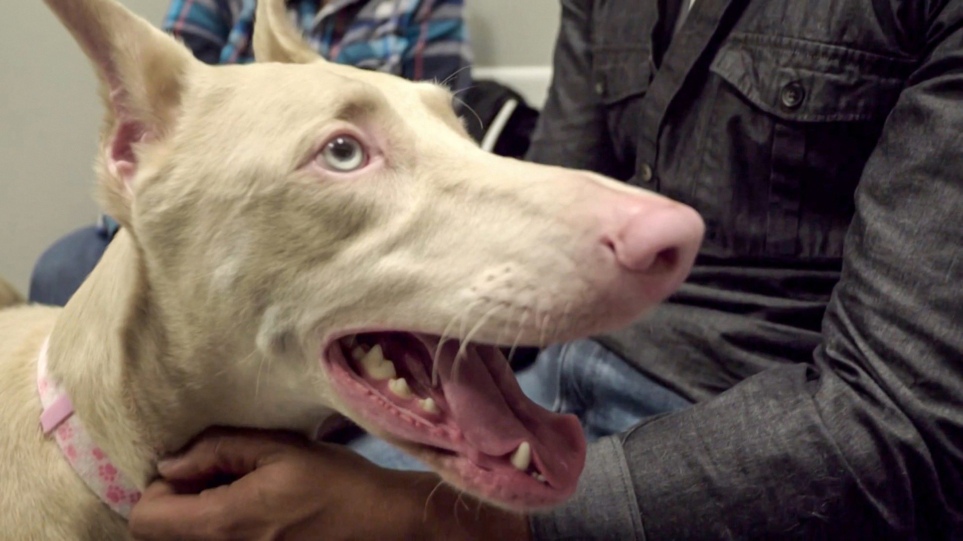 Veterinários do Texas : Operação Opera