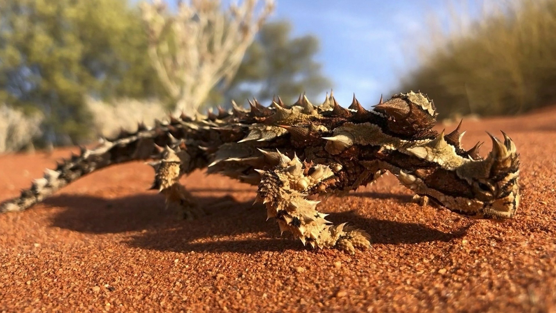Encontro Selvagem com Coyote Peterson : Alienígenas do Deserto