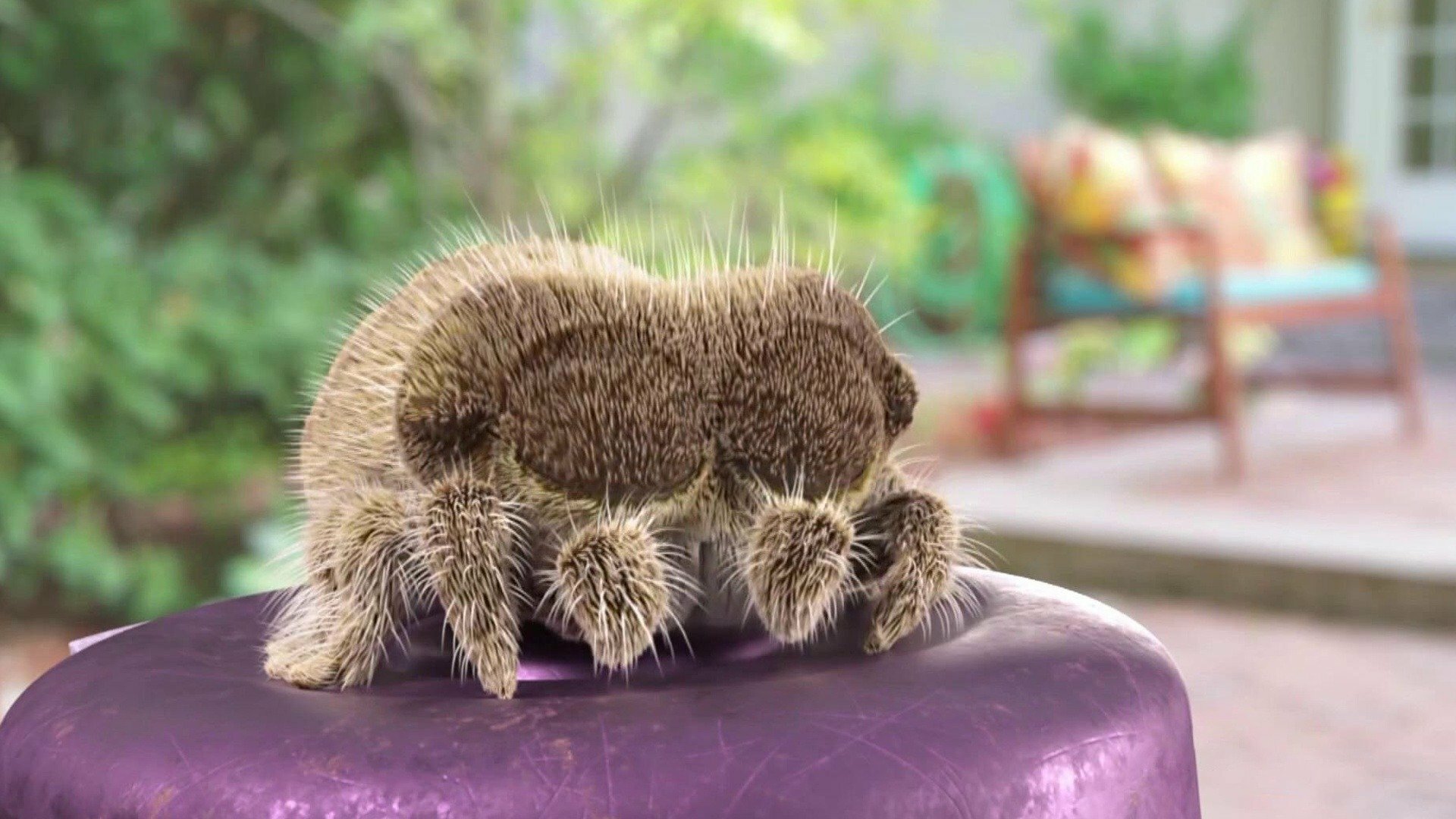 Lucas, a Aranha : Chamou?