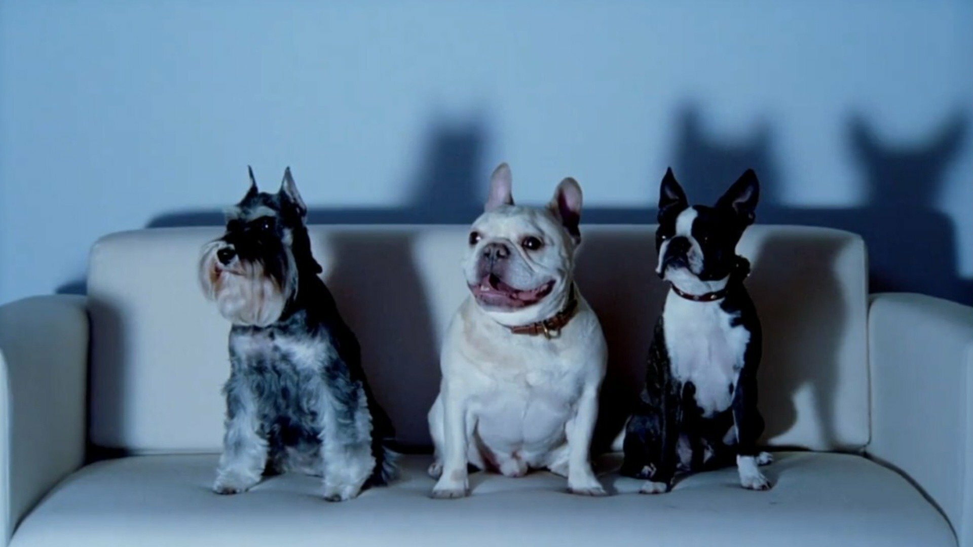 O Incrível Mundo Animal : TV para Cachorro e Pés Grudentos