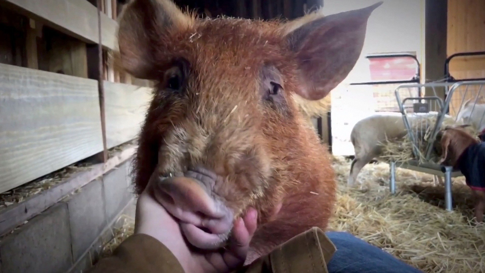 Santuário Animal : O Palácio dos Porcos