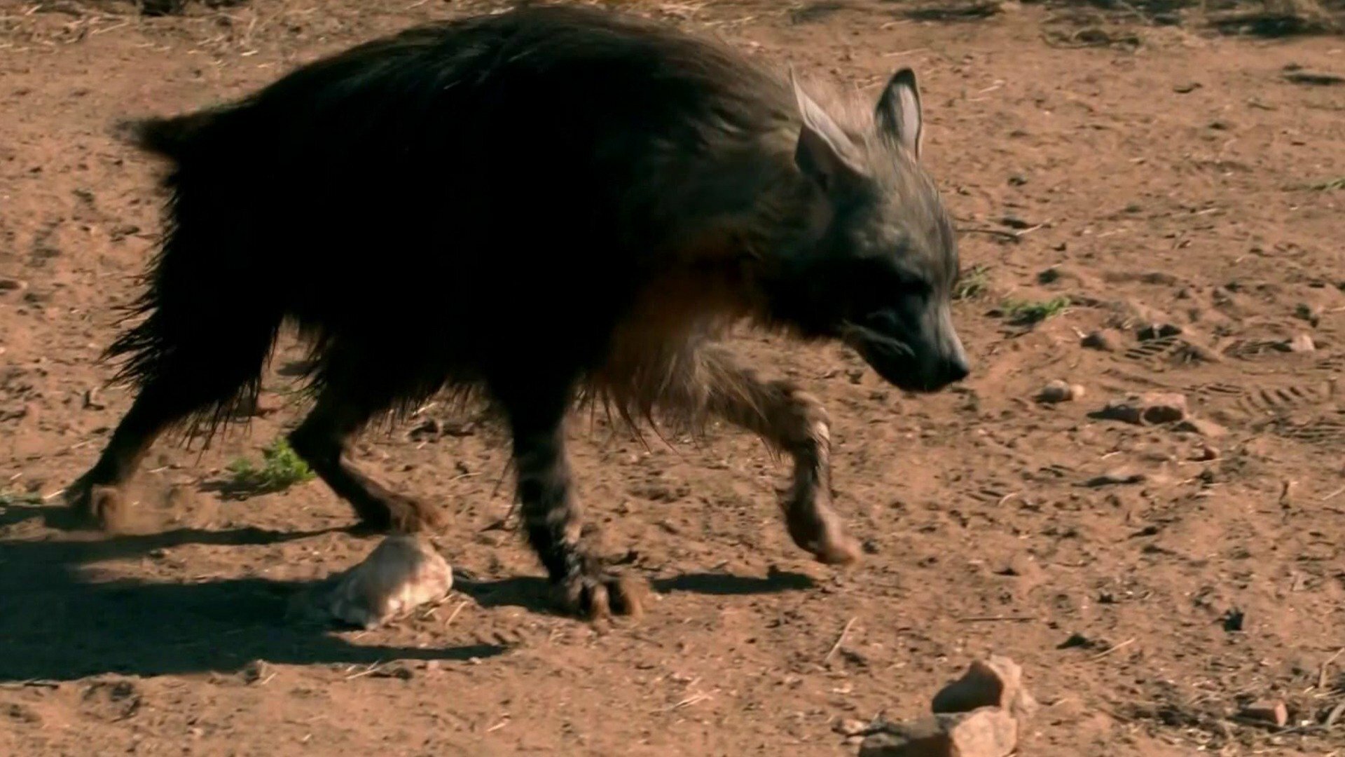 O Incrível Mundo Animal : Golfinhos Inteligentes e Hienas Famintas