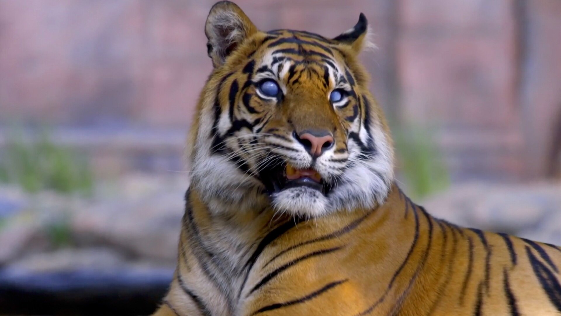 A Família Irwin : Olhos de Tigre