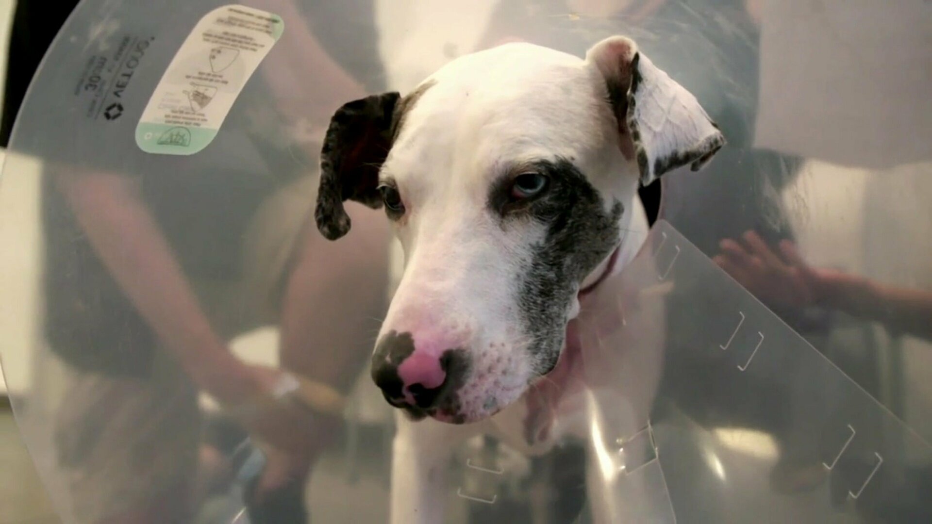 Veterinários do Texas : O Conto dos Dois Rabos