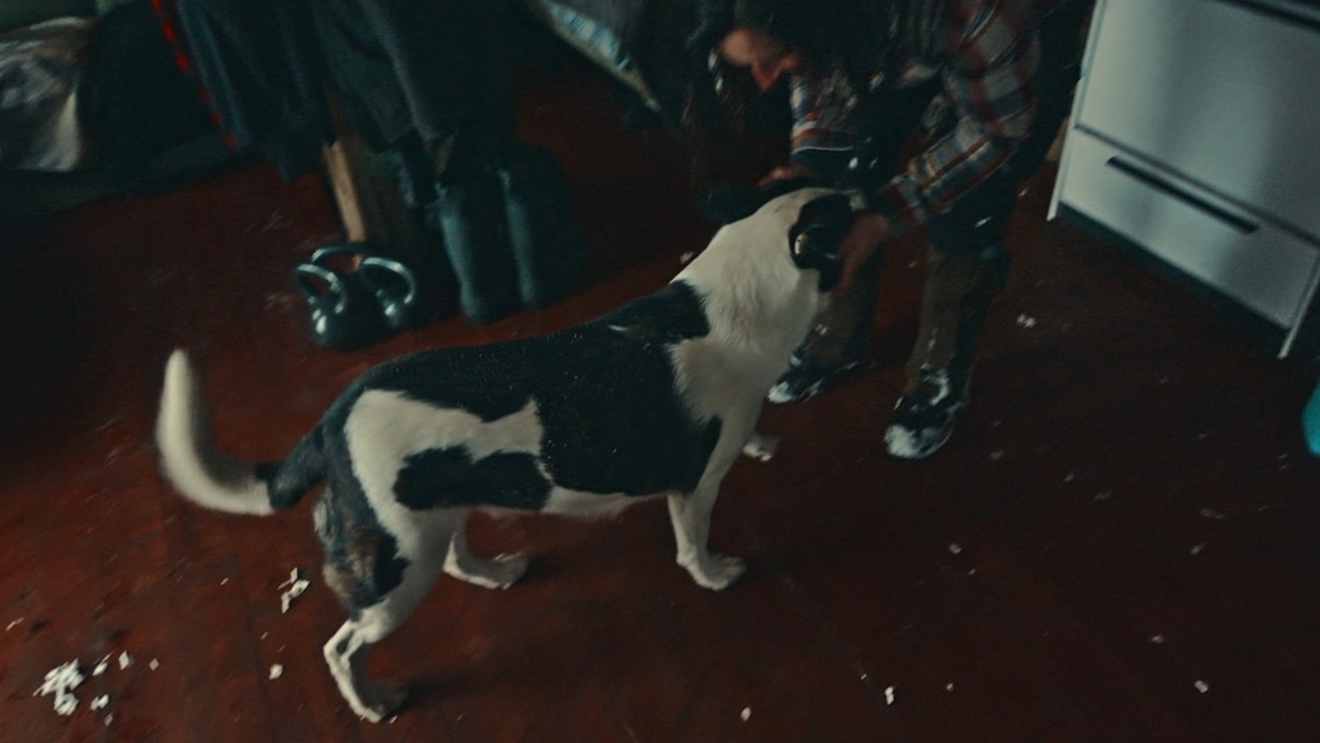 Sobrevivendo nas Florestas do Norte : Ficando Pouco