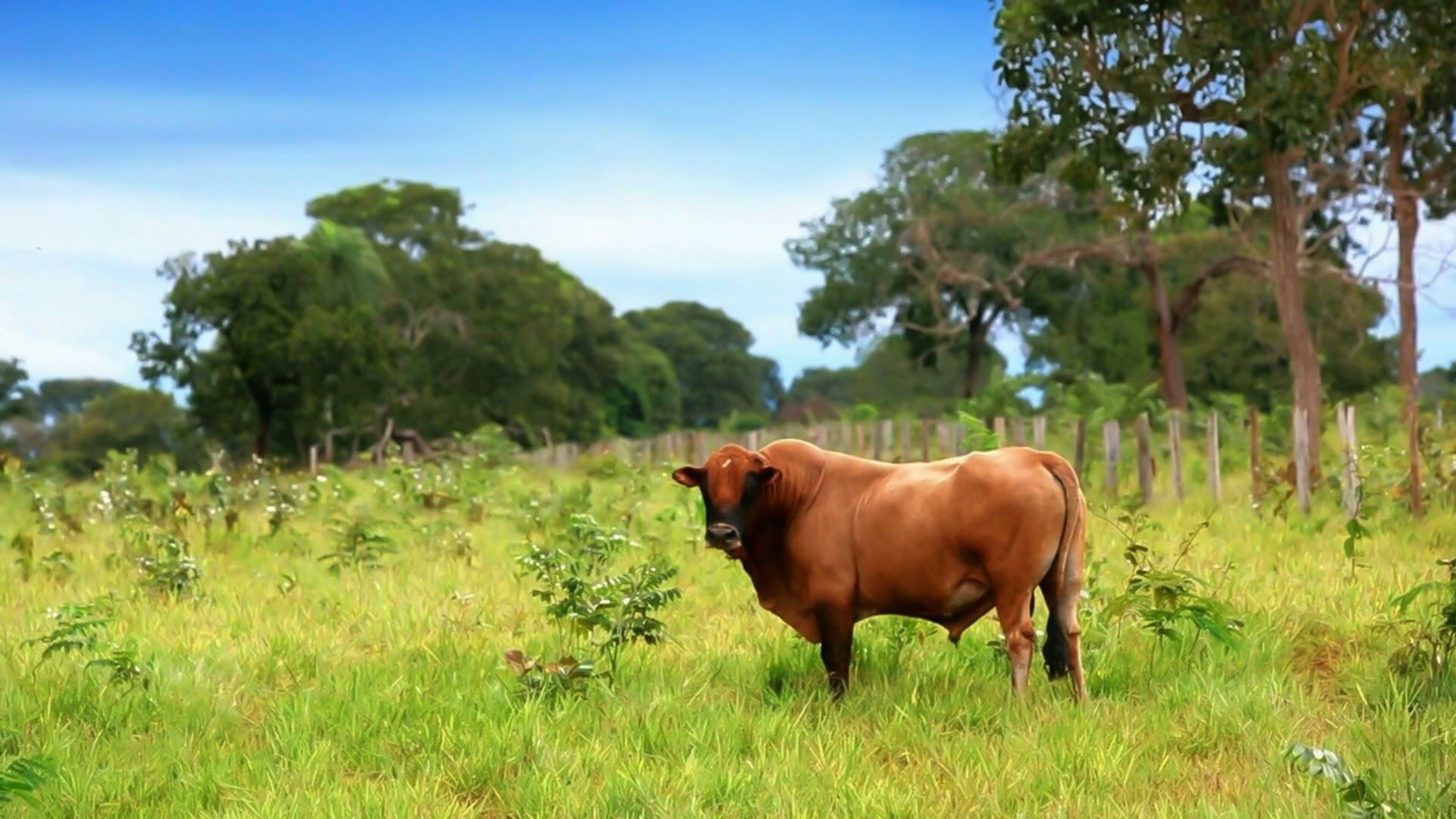 Morar : Morar no Pantanal