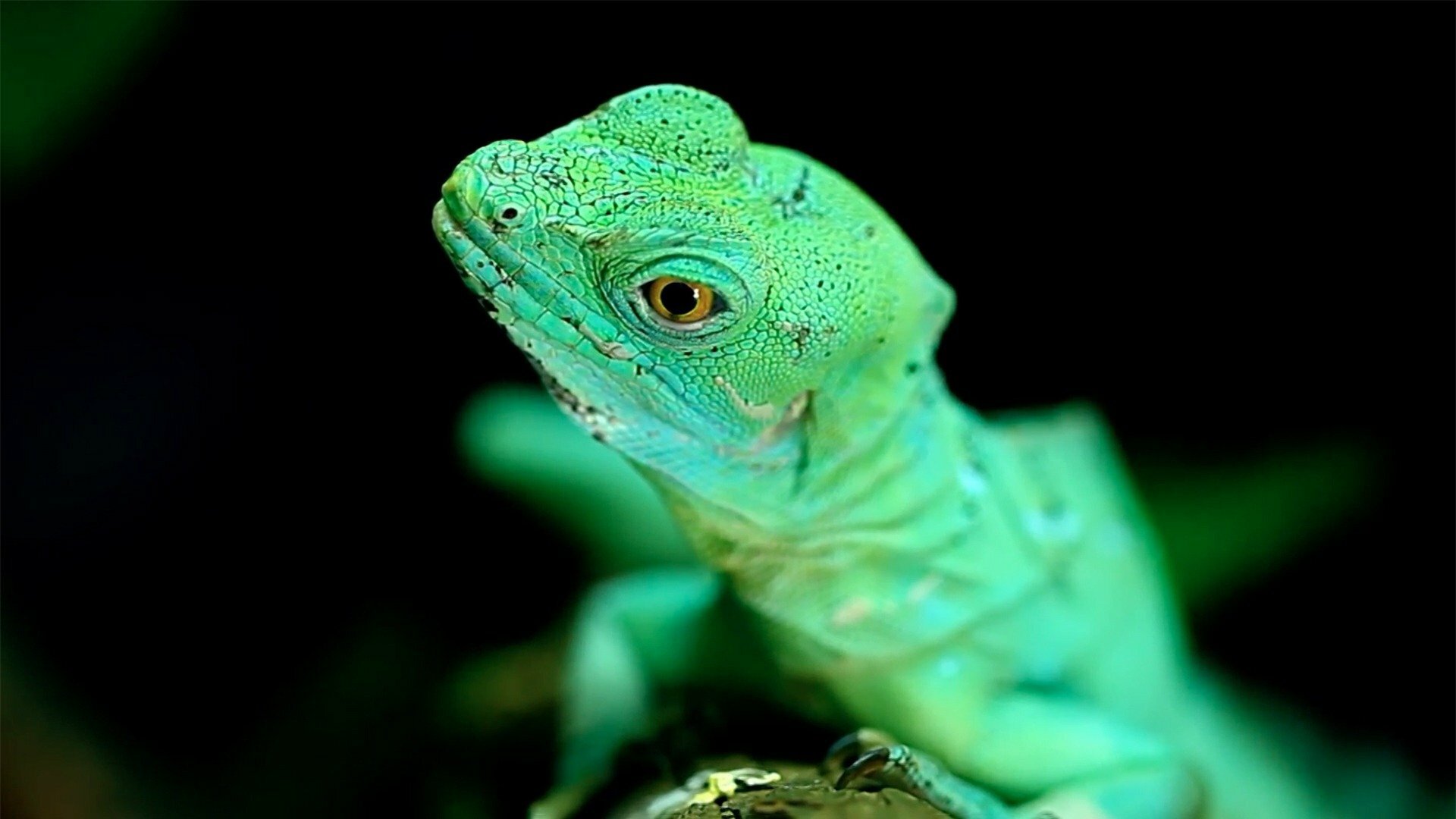 O Incrível Mundo Animal : Lagartos que Levitam e a Água-Viva Imortal