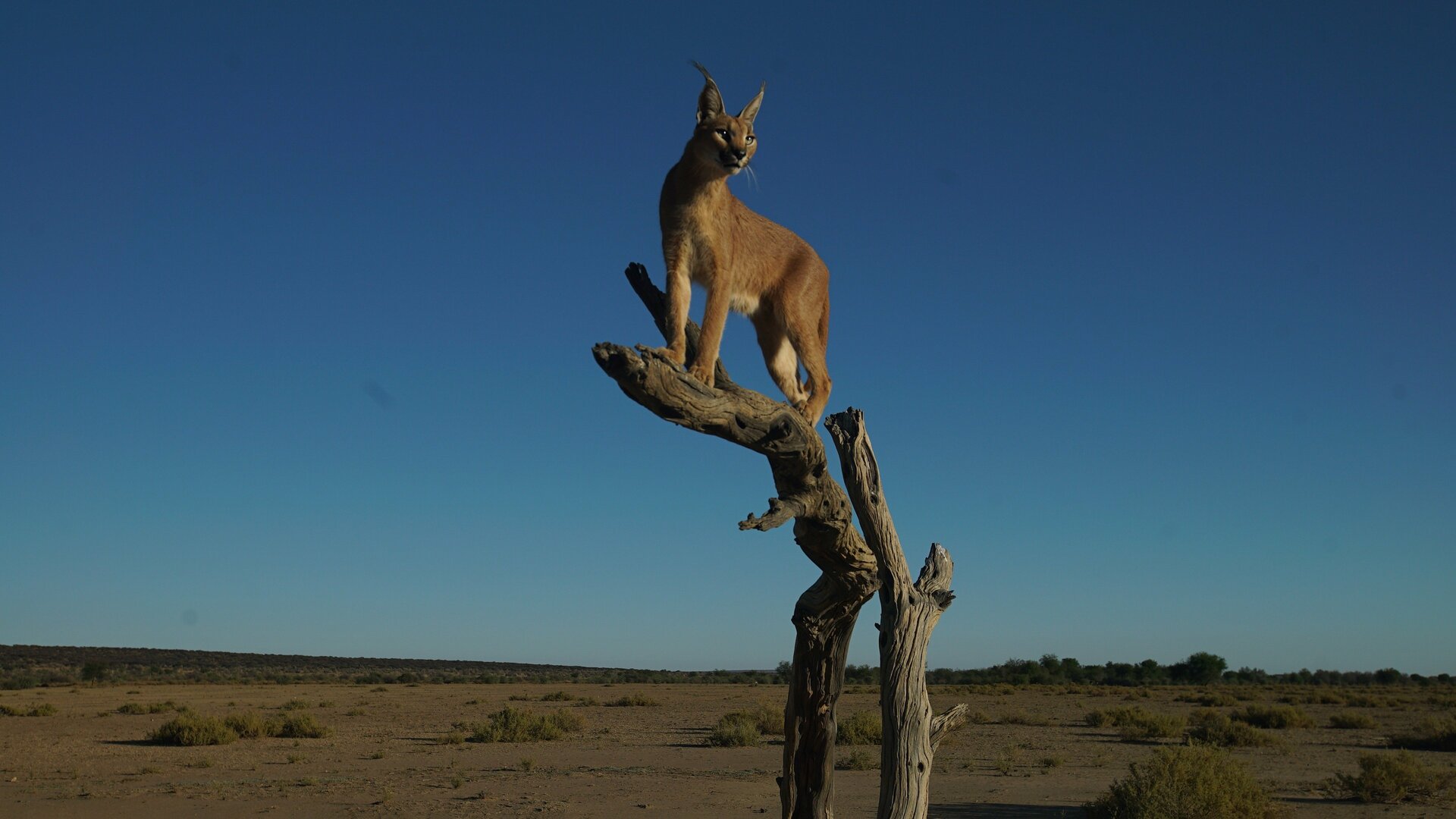 O Incrível Mundo Animal : Queijos, Ratos e Morcegos